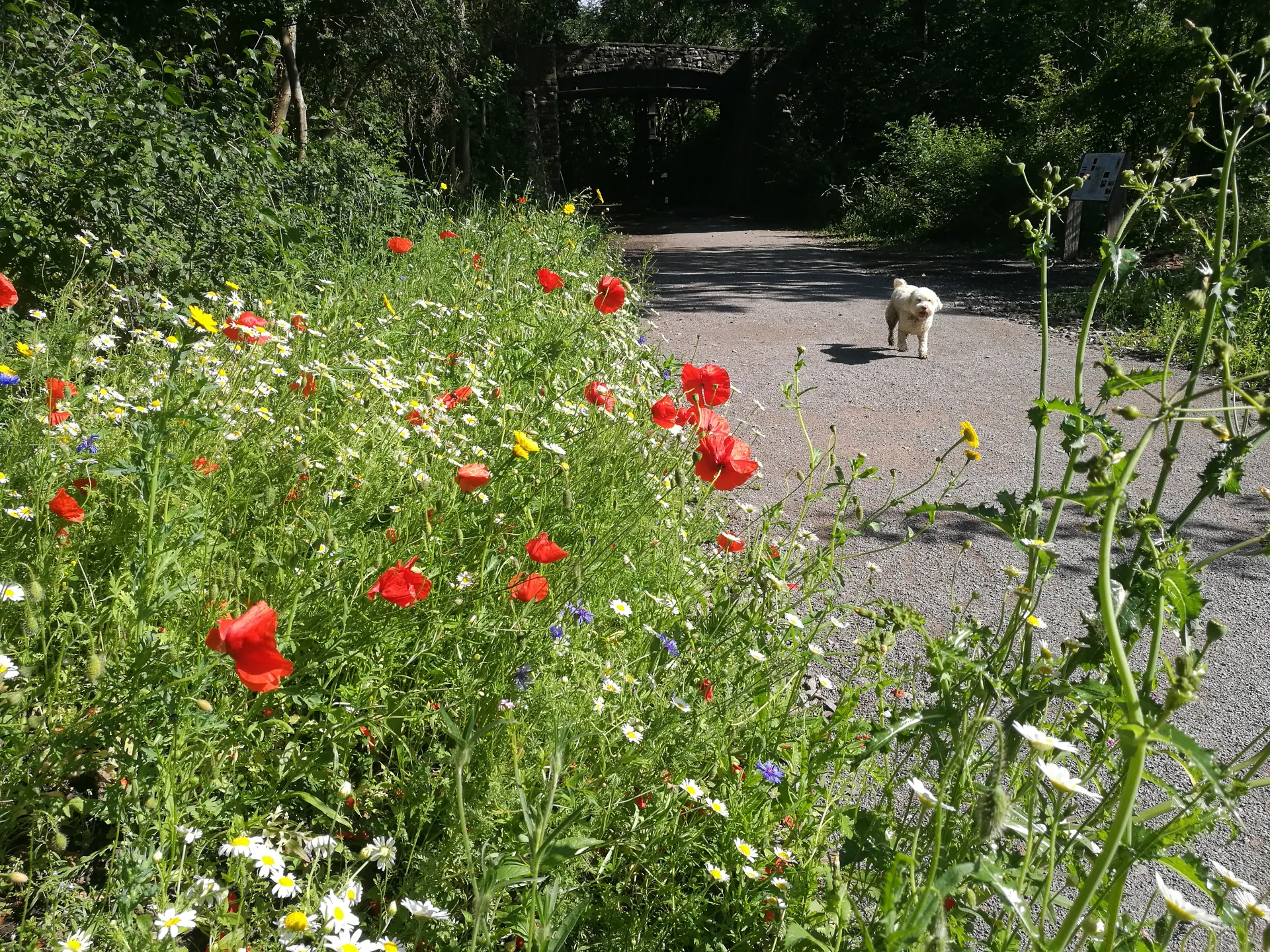 This image shows a beautiful, sunny outdoor scene. In the foreground, there's