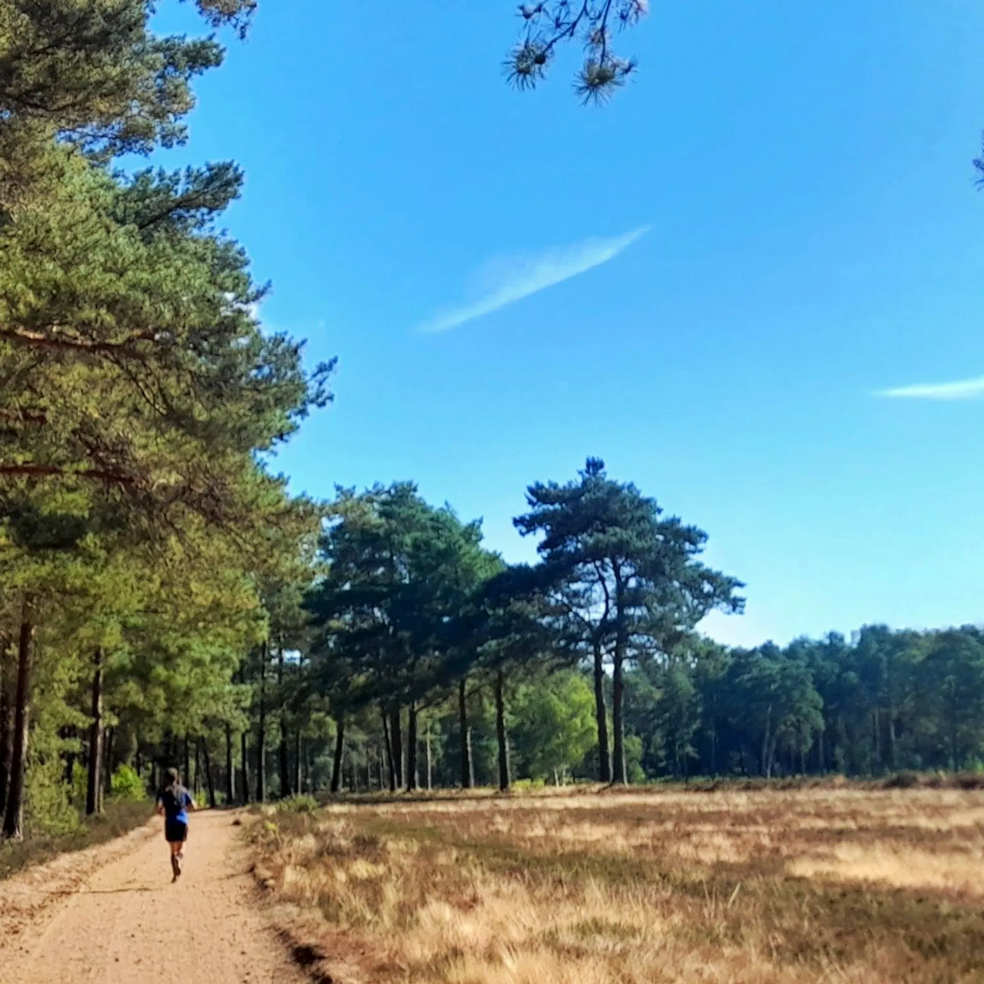 BigHeat Trails (FIRE)