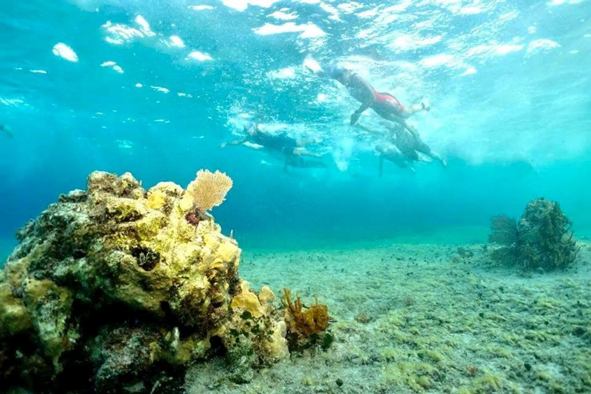 The image shows an underwater scene. In the foreground, there's a rocky seafloor with some marine growth such as coral. The water is clear and has a beautiful turquoise color. You can also see the light patterns created by the sun penetrating the surface of the water. In the background, a diver is swimming near the surface. The diver appears to be wearing fins and a snorkel, suggesting that they might be snorkeling rather than scuba diving. The environment looks natural and peaceful, typical of a snorkeling or diving spot.