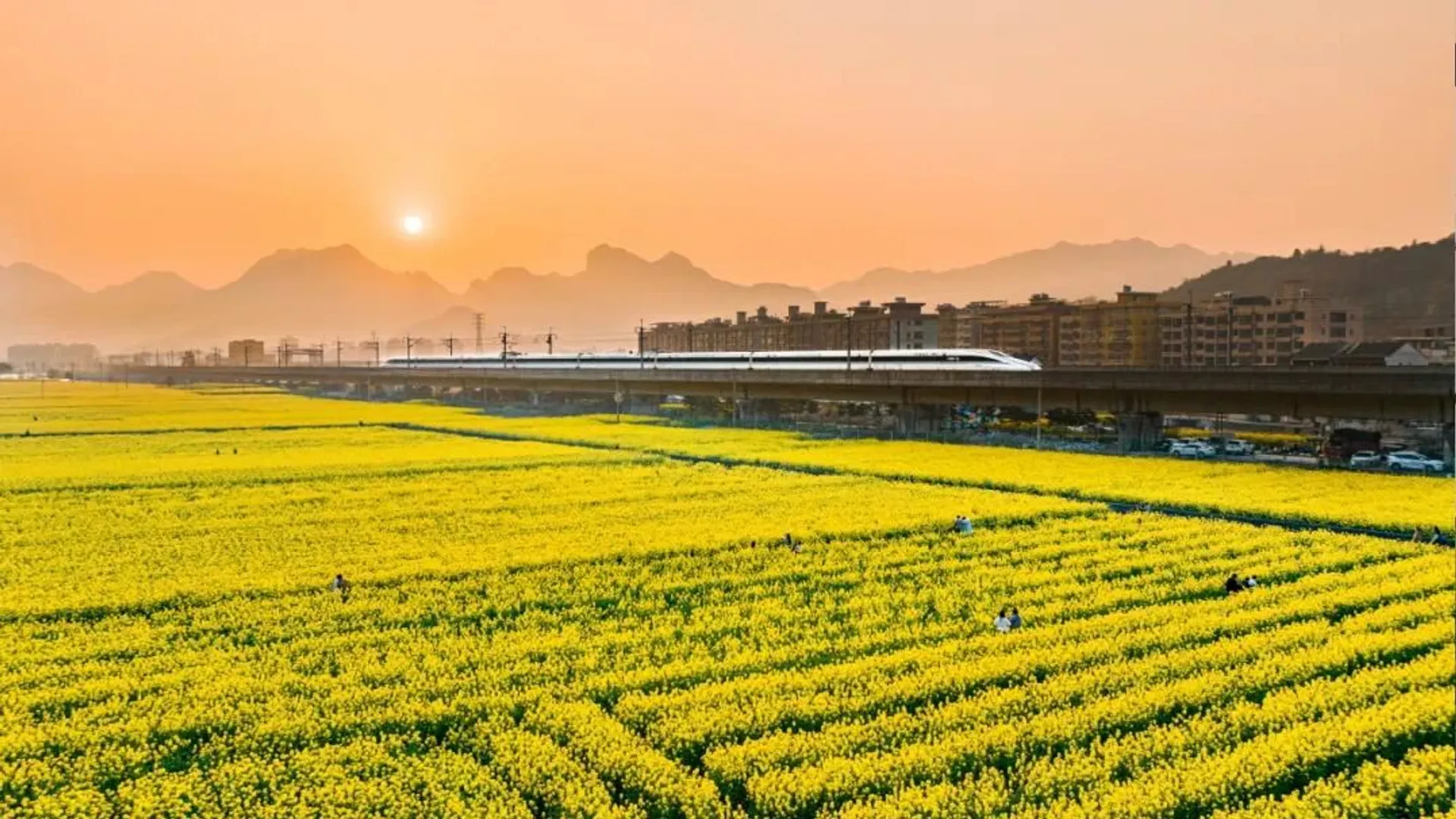 The image shows a high-speed train traveling through a vibrant yellow field of flowers during sunset. In the background, there are mountains and buildings under an orange sky, suggesting a scenic and tranquil rural landscape.