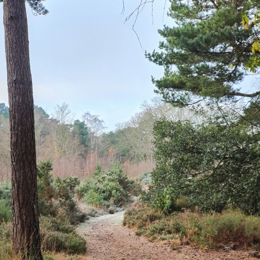 new forest xmas trails