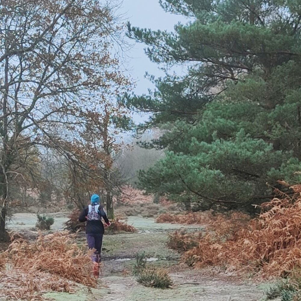 new forest xmas trails