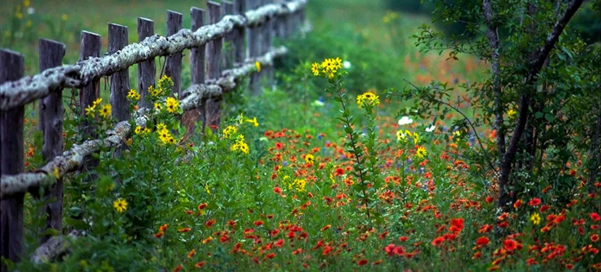 The image displays a rustic wooden fence running through a field abundant with wildflowers.