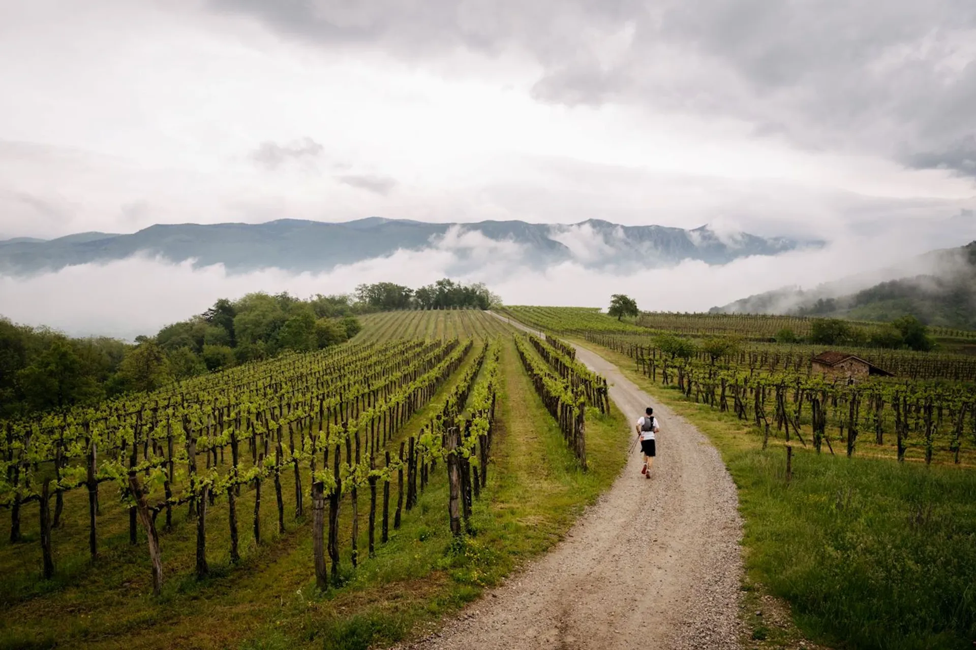 Ultra trail Vipava Valley