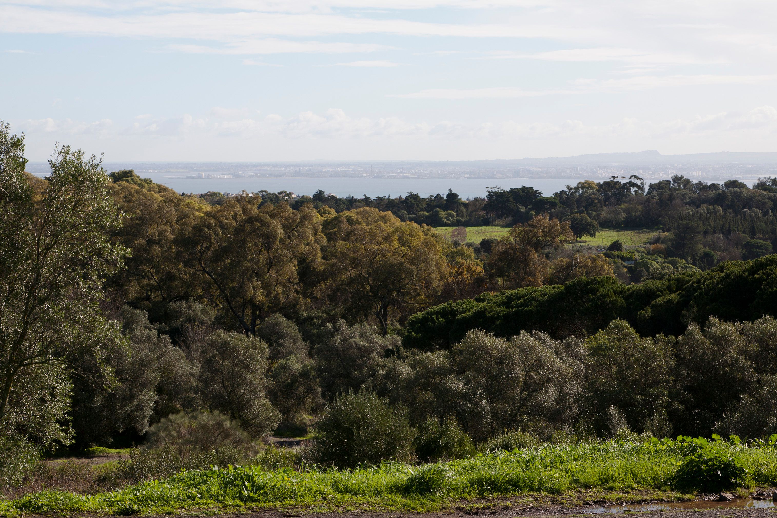 Parque de Monsanto