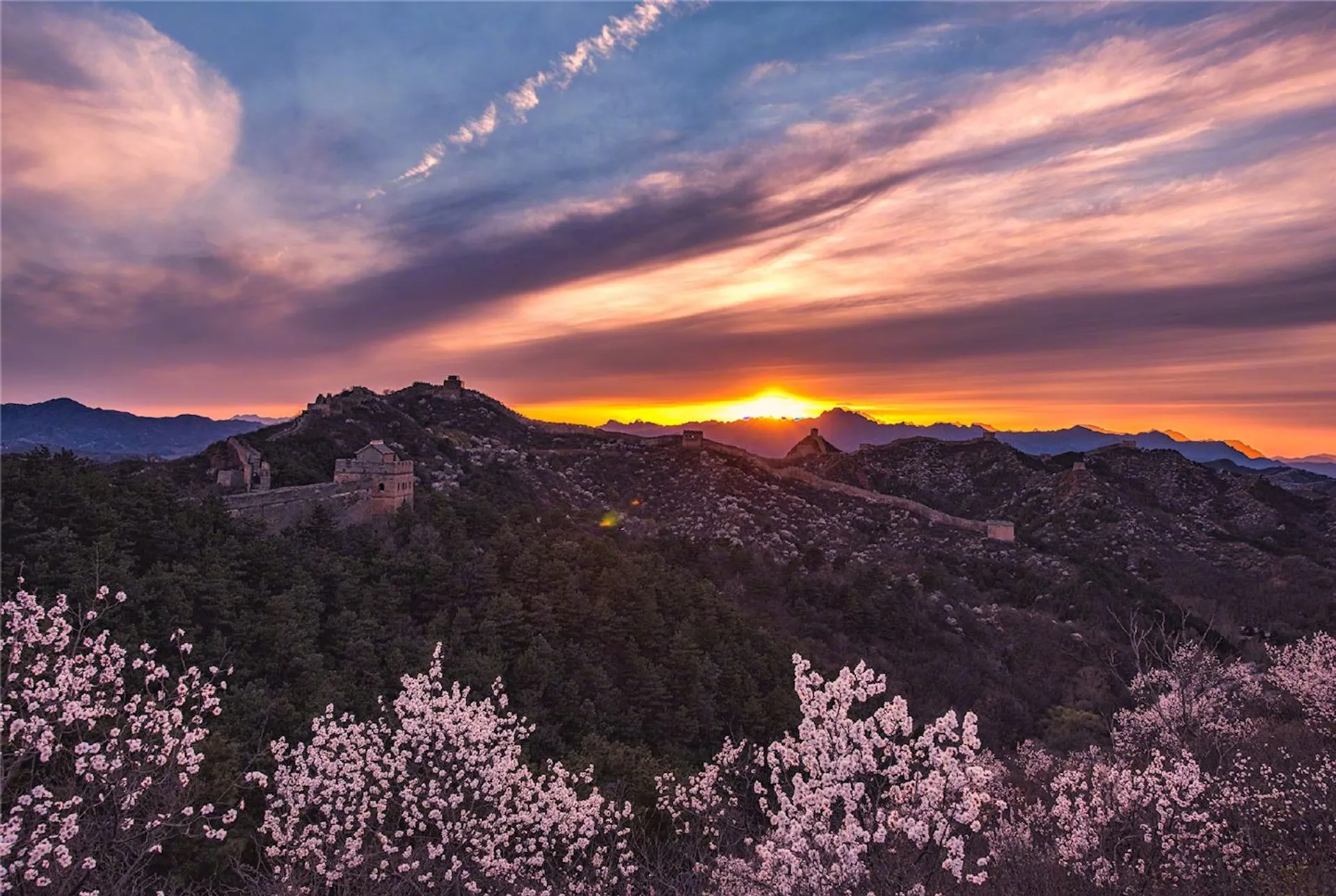 The image shows a beautiful sunset with vibrant hues of orange, red, and purple in the sky. Below the colorful sky lies a mountainous landscape with the outlines of the Great Wall of China meandering across the ridges. In the foreground, there appear to be flowering bushes or trees, possibly cherry blossoms or another type of white flowering plant, adding a touch of brightness to the scene. The picture captures a peaceful and picturesque moment at a historic location.