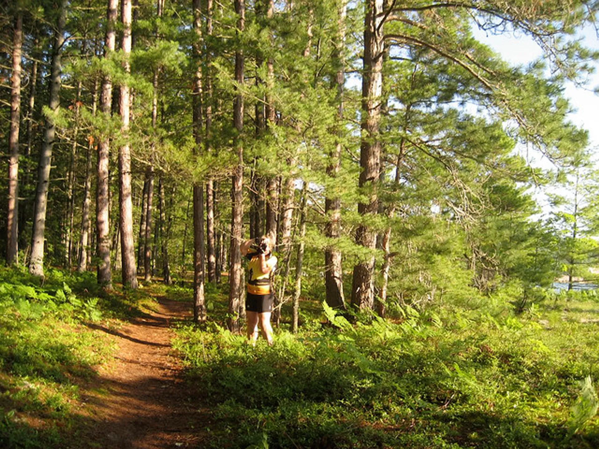 The image shows a forest setting with tall pine trees and a clear trail leading through