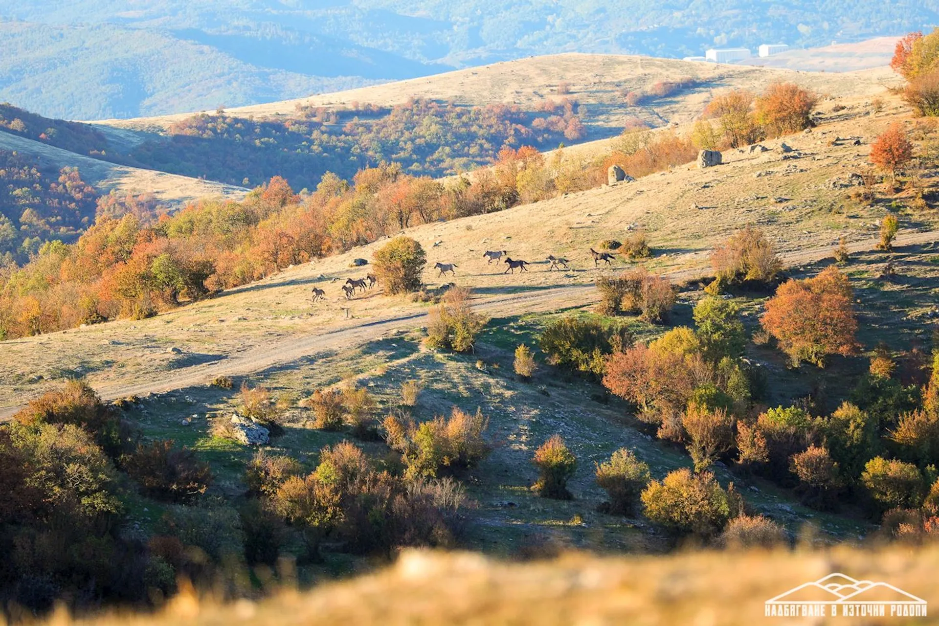 Eastern Rhodopes Wild Race - main photo