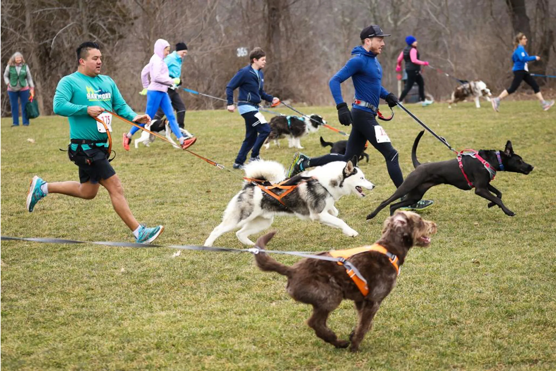 Tails for the Trails 5k Canicross