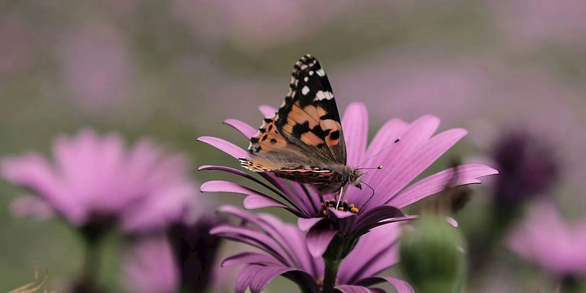 The image displays a butterfly perched on the petal of a purple flower, which appears to be a type of daisy. The butterfly has distinct wing patterns with an array of colors like orange, black, white, and a bit of yellow, typical of some butterfly species. The background features multiple flowers of the same variety in a soft focus, creating a calm and natural setting.