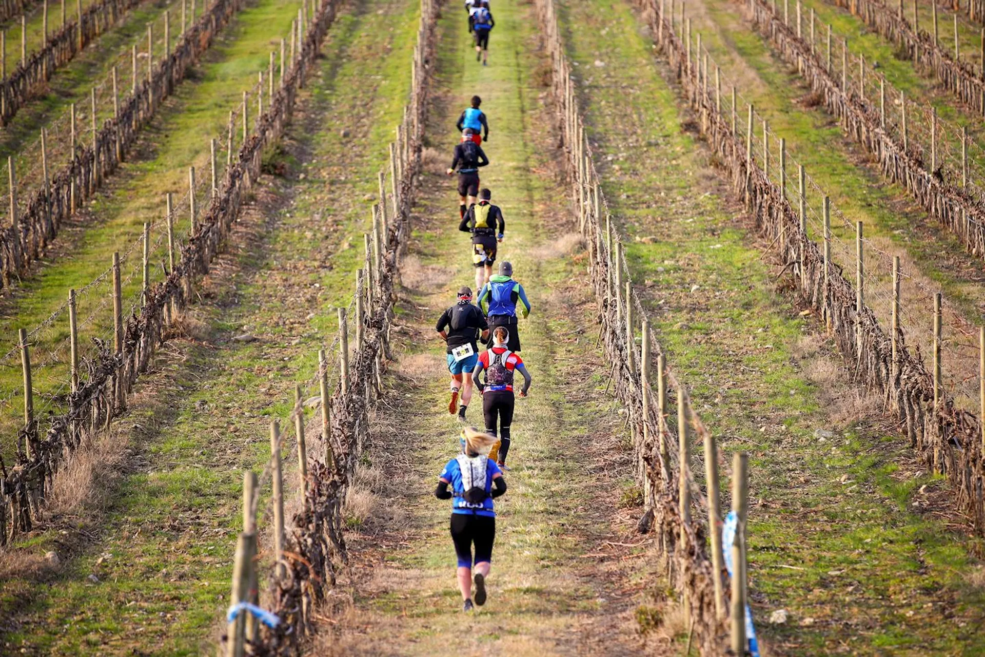 This image shows a group of runners jogging between rows of what appears to be a
