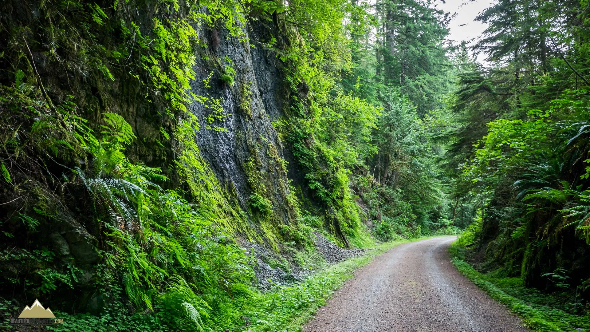 The image shows a scenic dirt road that winds through a dense, lush forest.