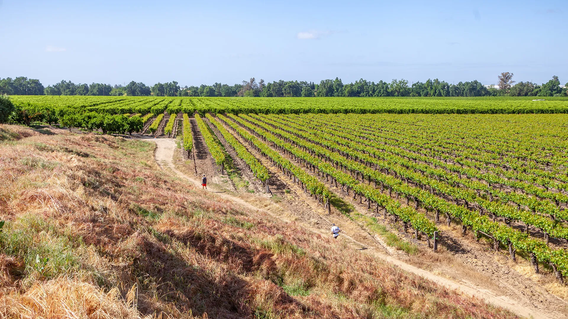 This image shows a vineyard with rows of grapevines. The vineyard