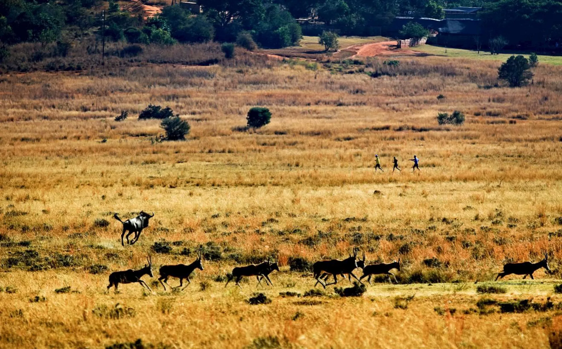 The image depicts a savanna or grassland landscape with a herd of animals that