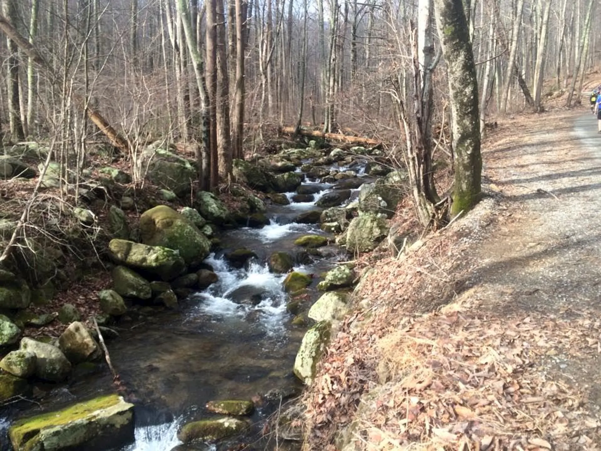 Terrapin Mountain 50K & 1/2 Marathon