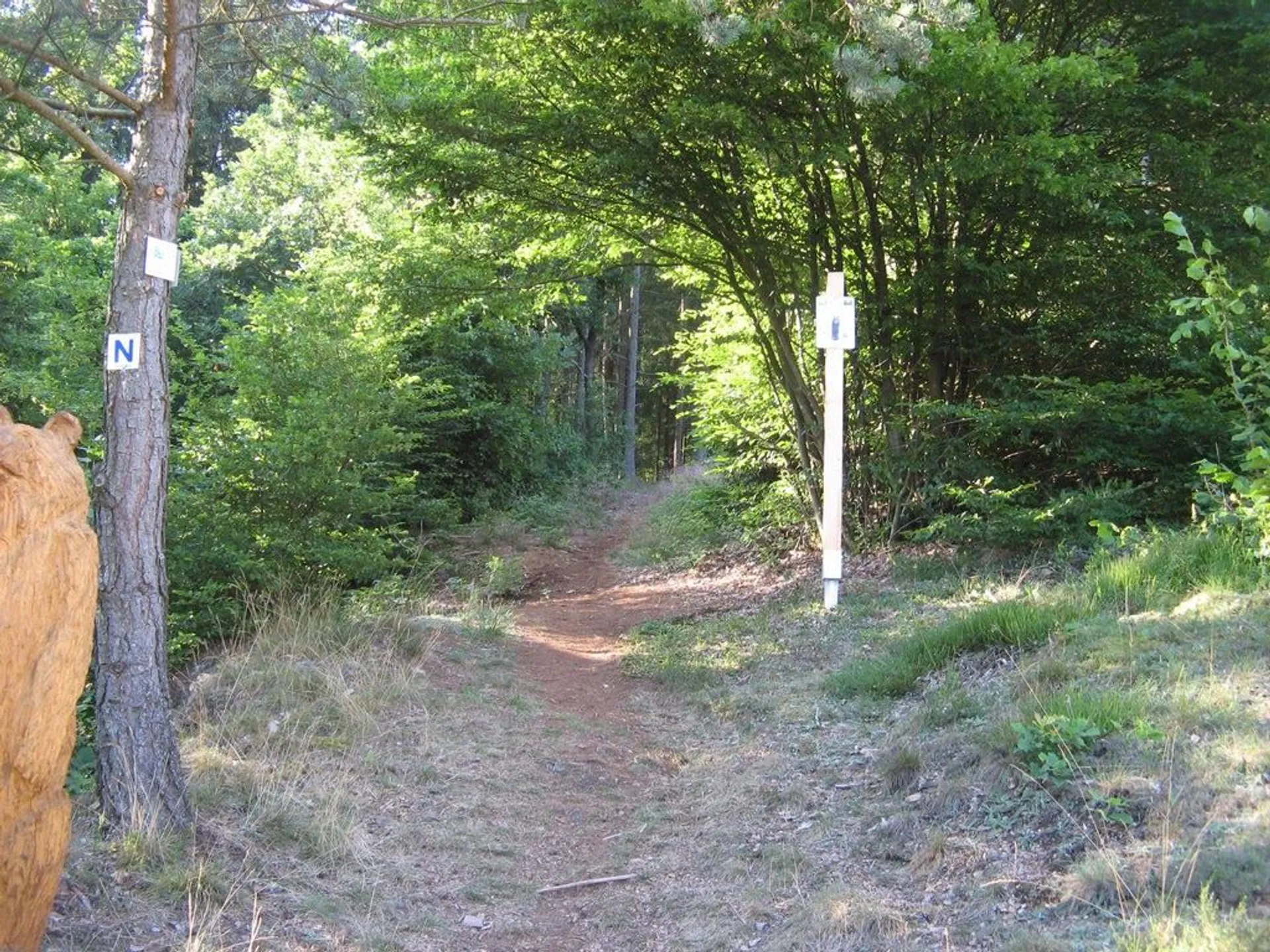 Bärenfels Sommer Trail