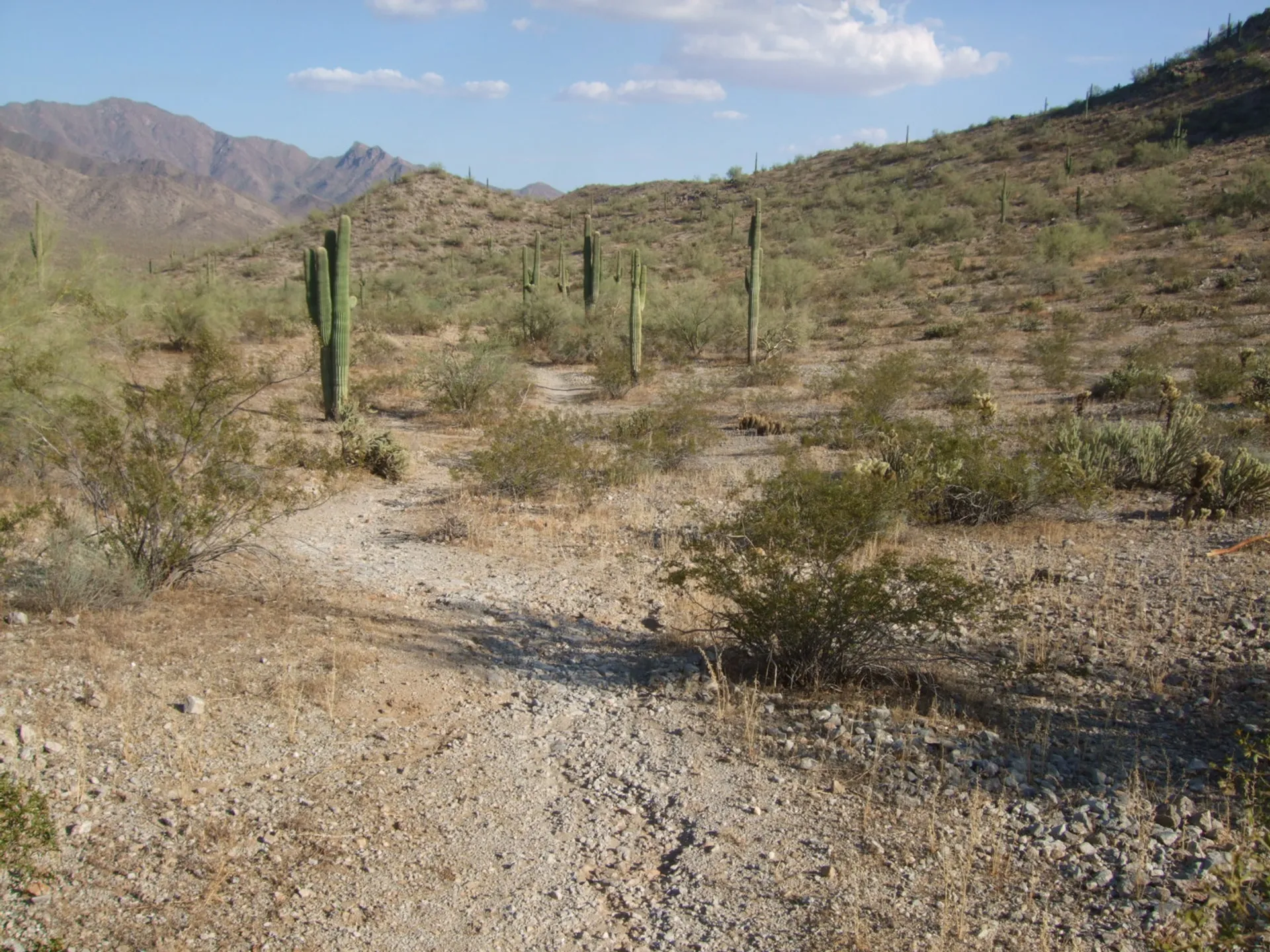 The image depicts a desert landscape, likely a part of a region like the Son