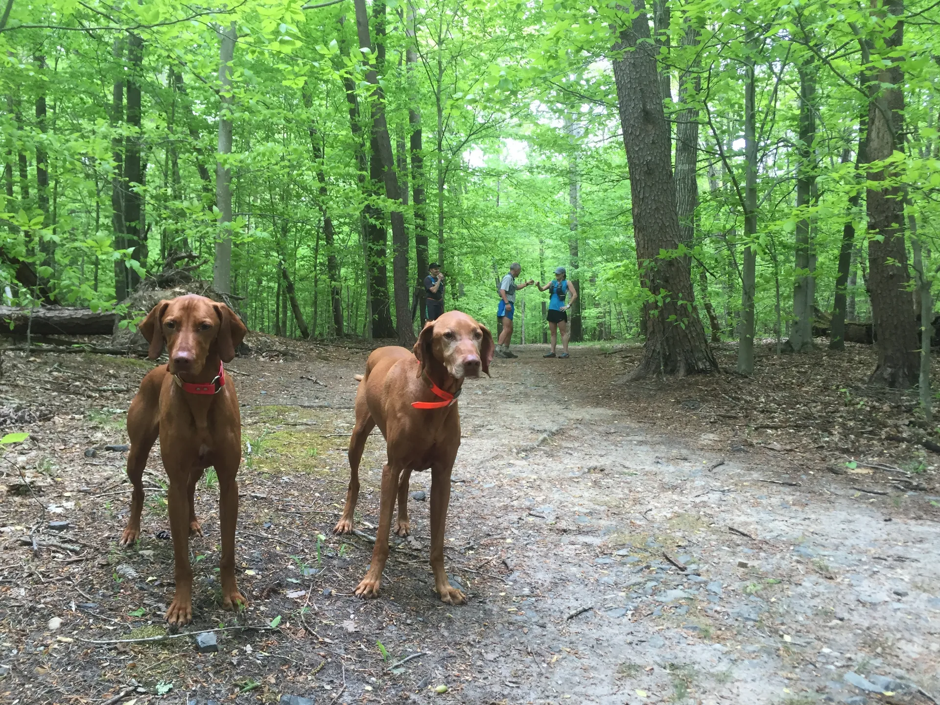 This image shows a beautiful wooded area with two dogs in the foreground, likely on