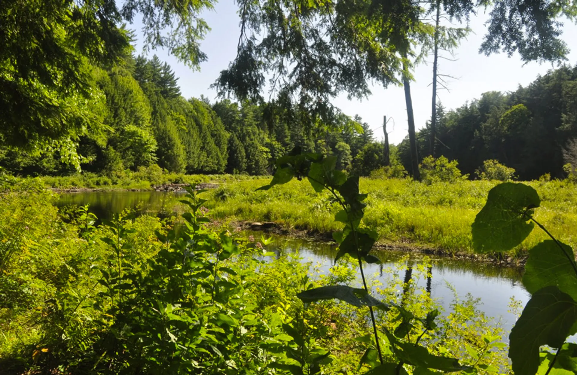 Haliburton Forest Trail Race