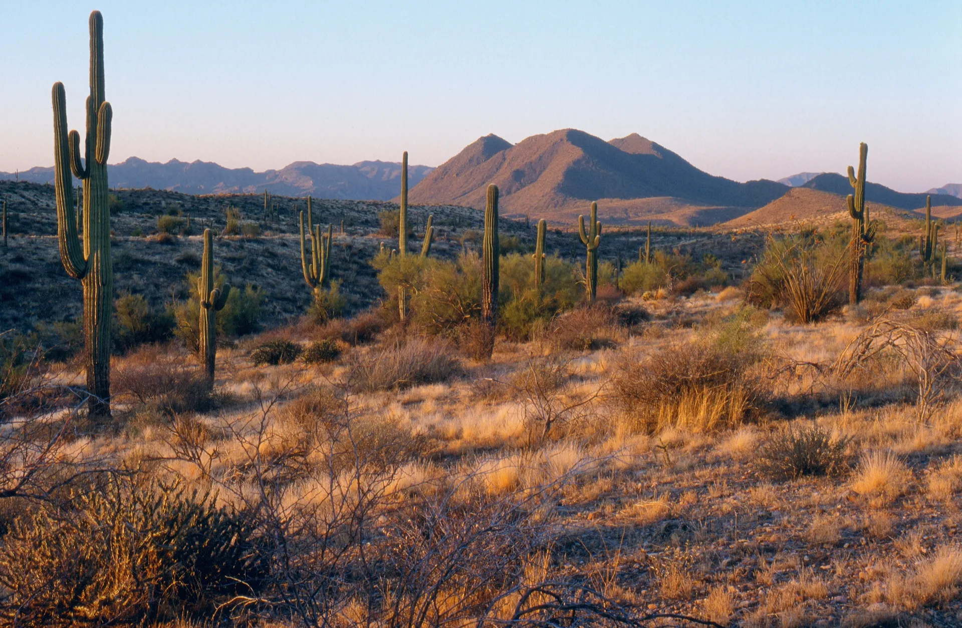 The image depicts a desert landscape, likely at sunset or sunrise given the warm lighting