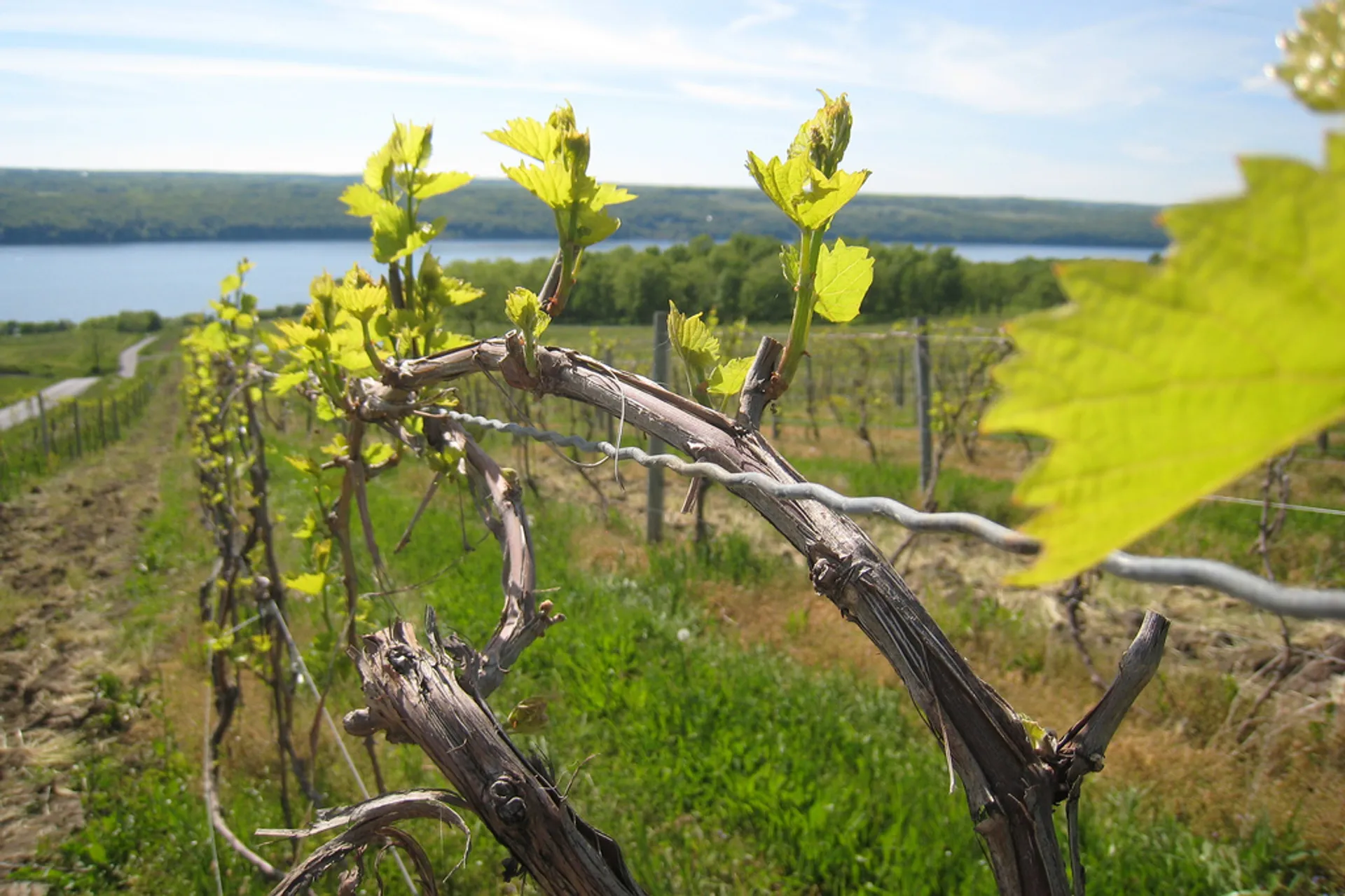 The image shows a vineyard with young grapevines in the foreground. They