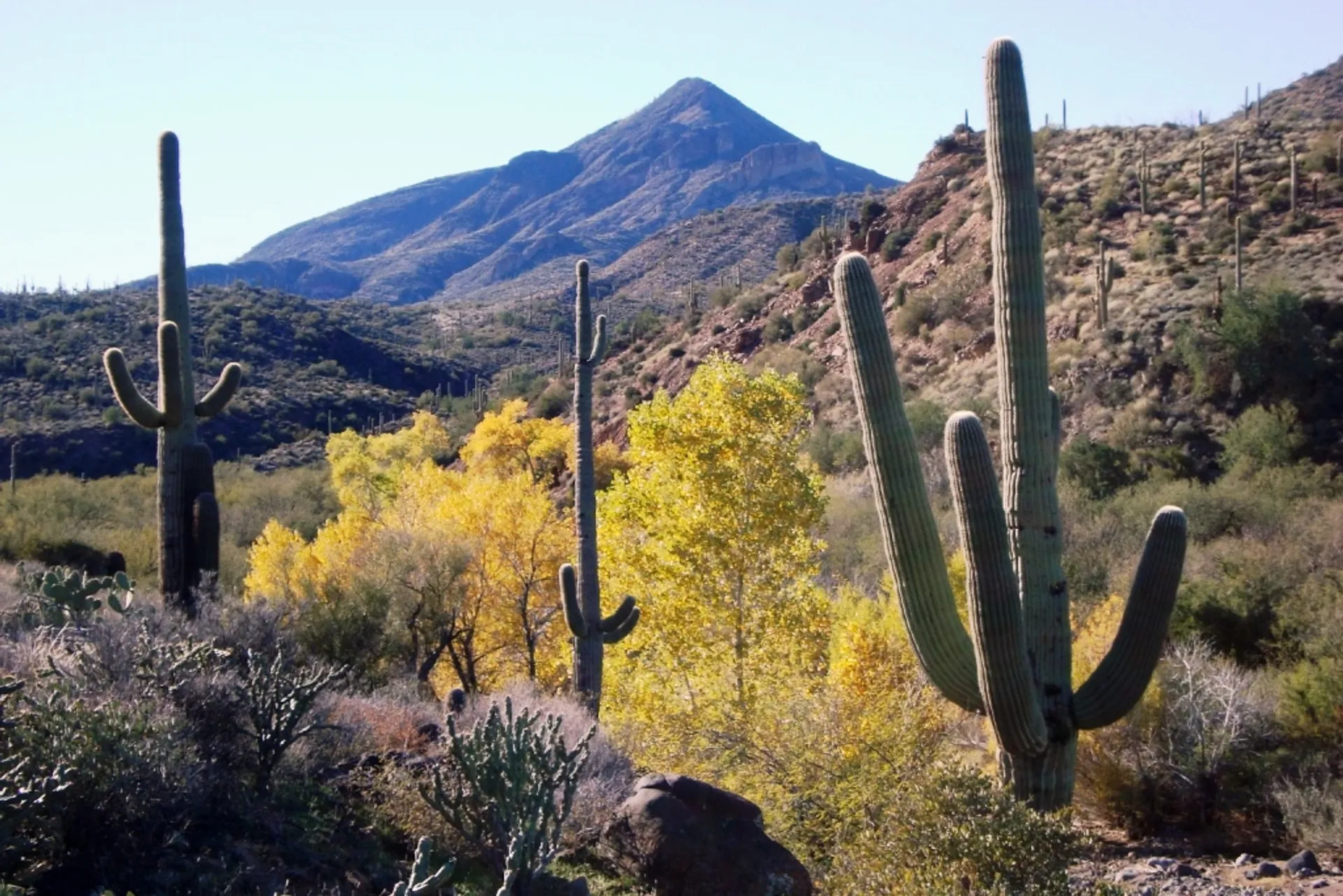 The image shows a desert scene with several large saguaro cacti (