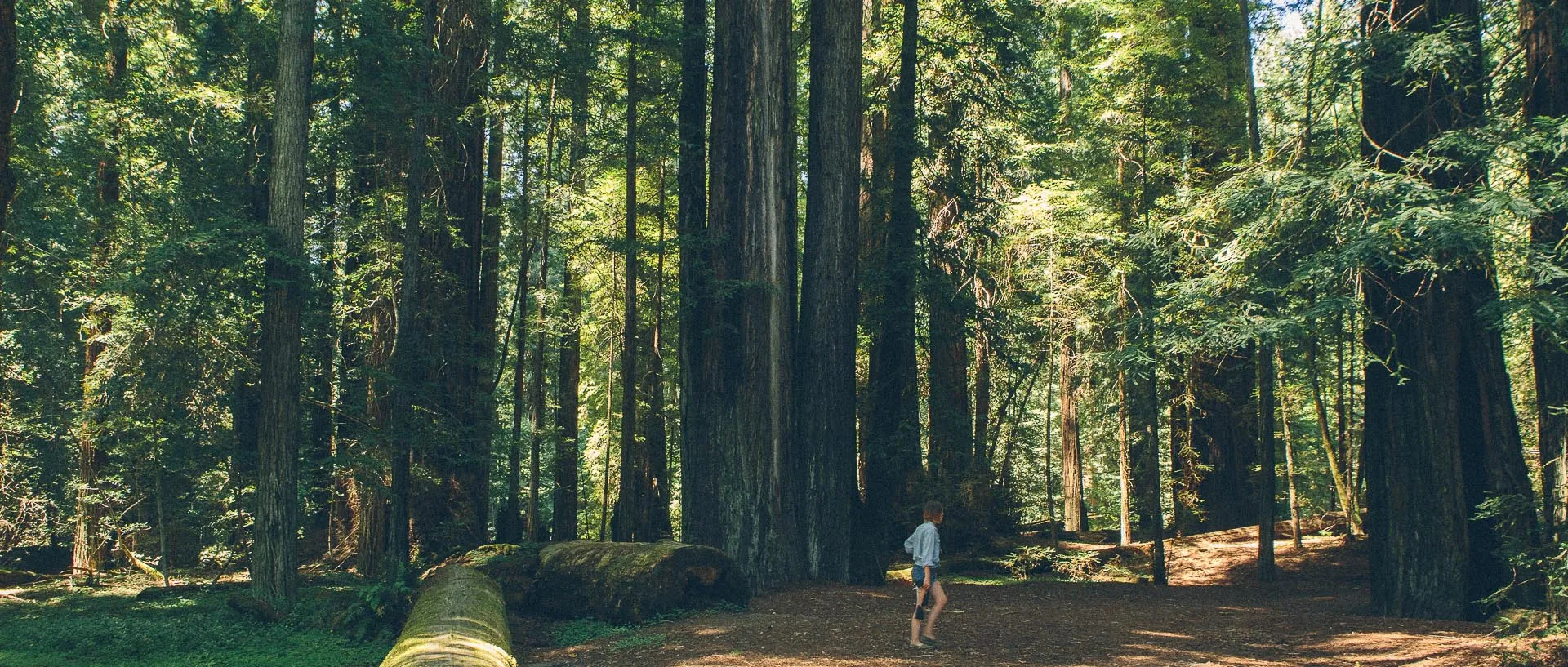 The Avenue of the Giants Marathon, Half Marathon & 10K