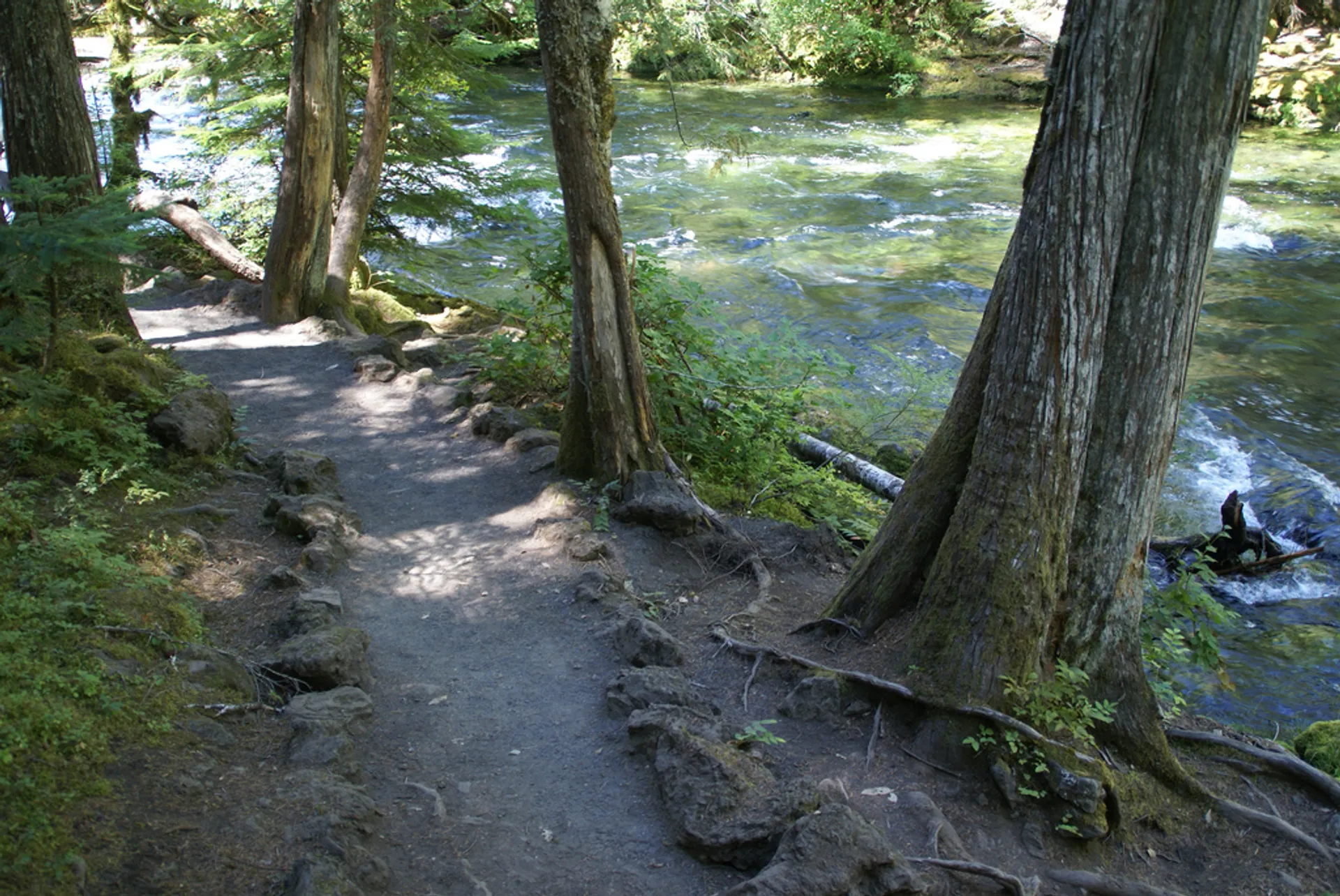 This image depicts a serene forest scene with a clear stream or river running through it
