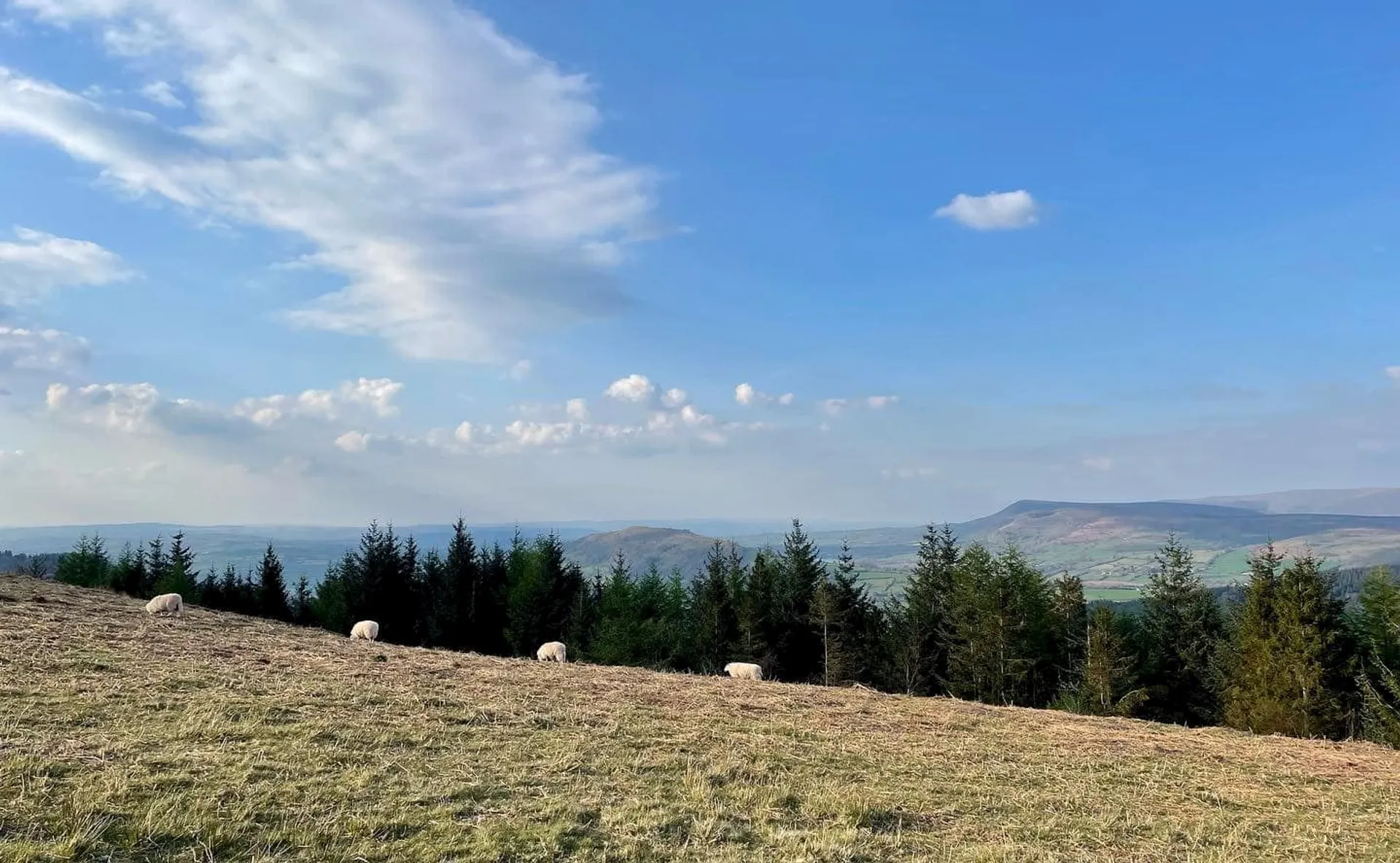 The image shows a pastoral landscape with several sheep grazing on a grassy hillside