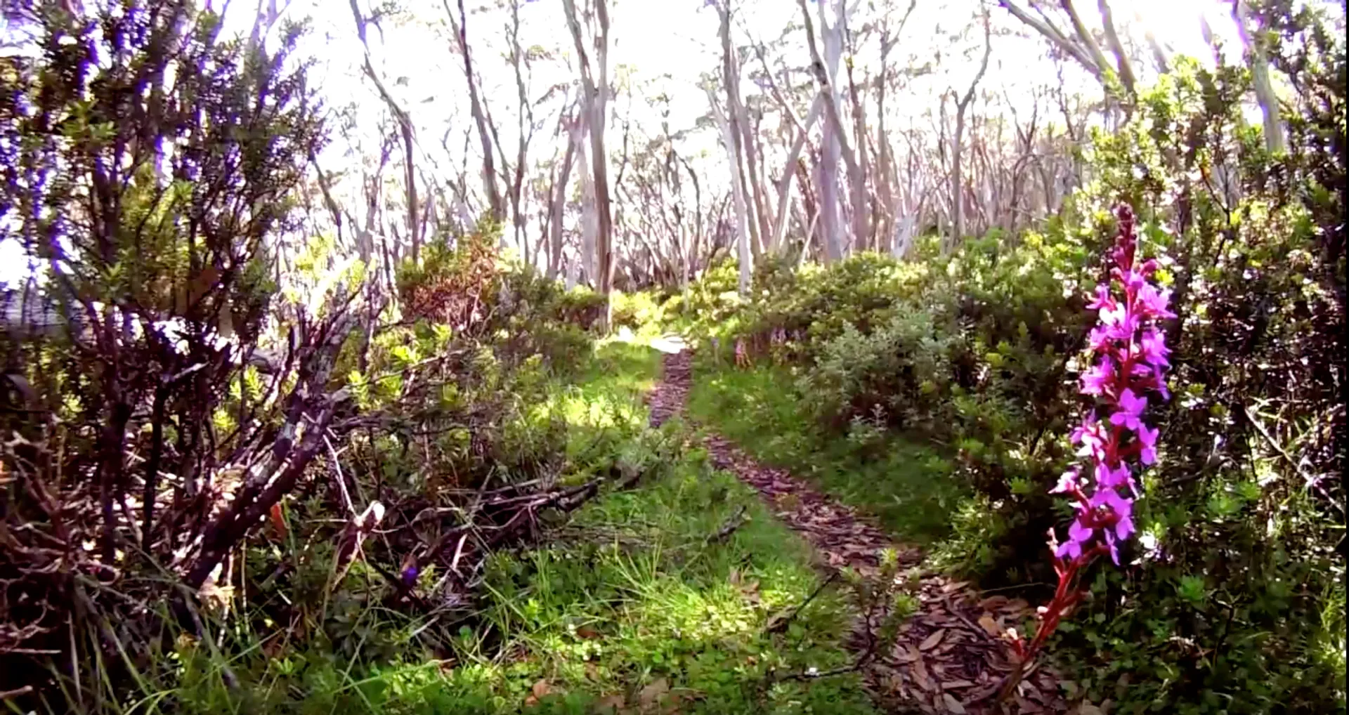 The image depicts a natural outdoor scene, possibly a hiking trail through a forested
