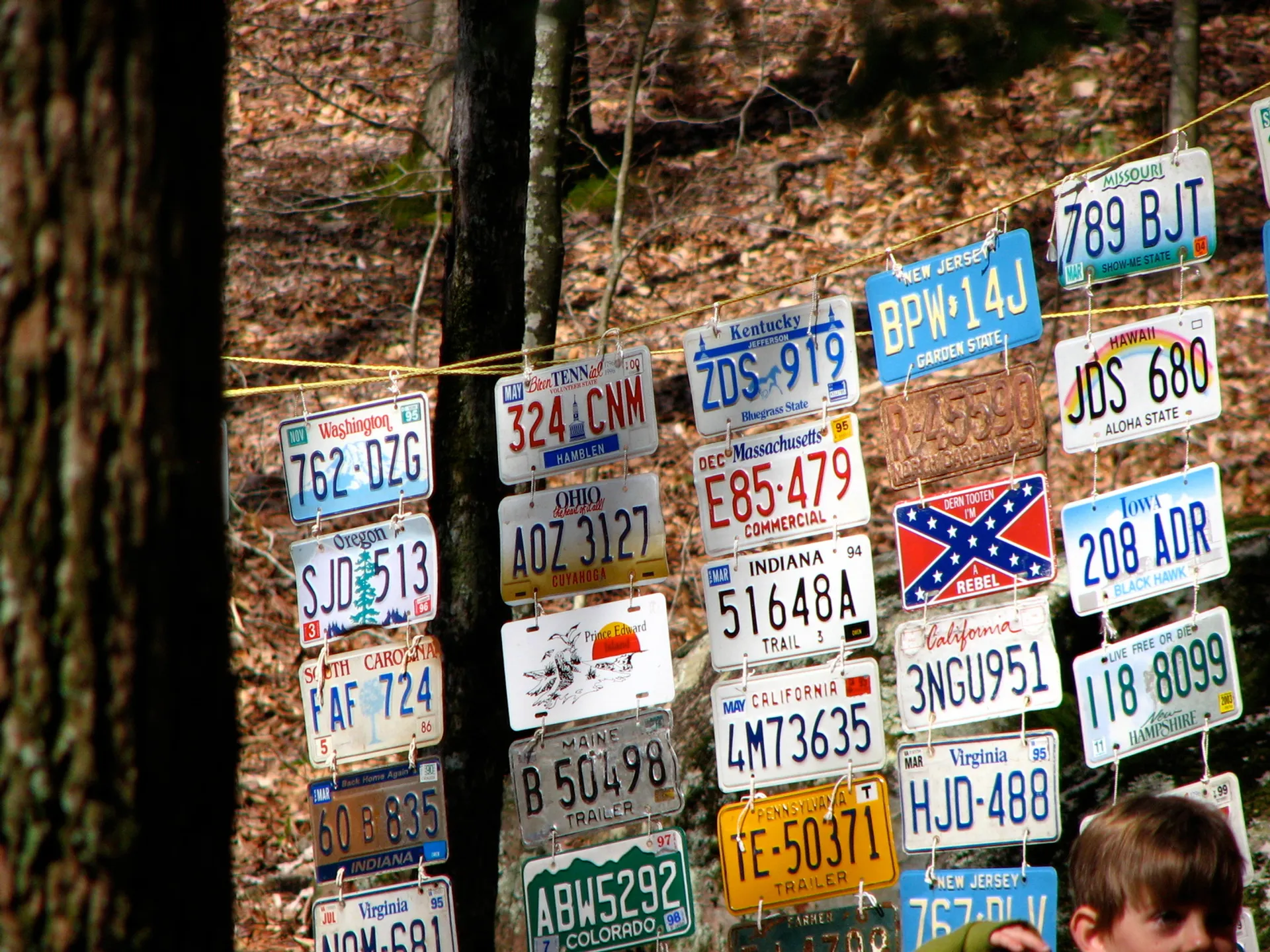 The image shows a collection of various license plates from different US states affixed to