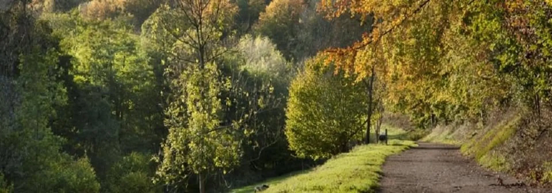 The image shows a scenic path surrounded by lush greenery and trees with autumn-colored leaves. The path extends into the distance, with sunlight filtering through the foliage, creating a peaceful and natural atmosphere.
