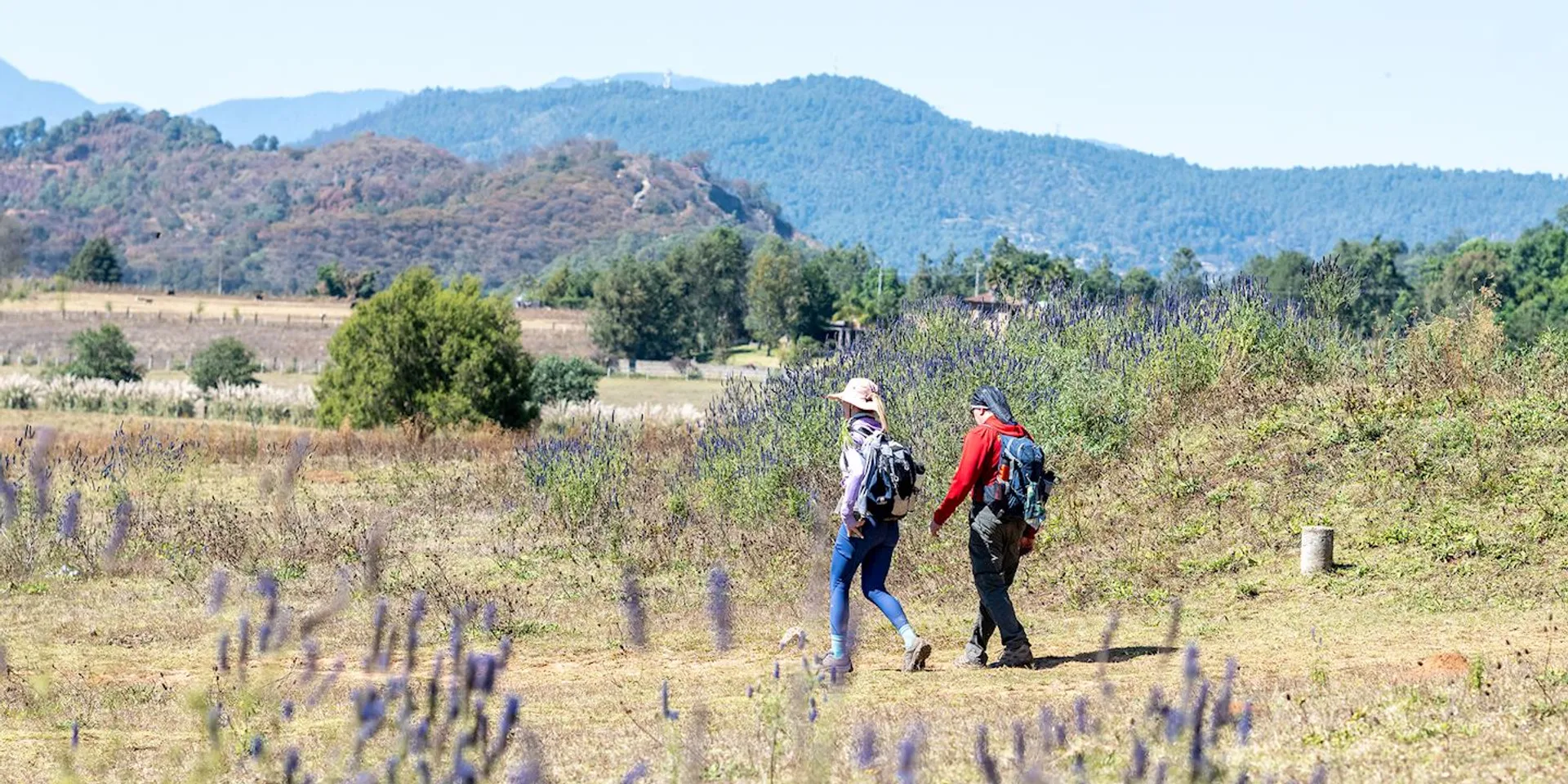 The image displays two hikers walking through a rural landscape. They're equipped with backpacks, wearing hats for sun protection, and one appears to be holding a walking stick. The terrain seems to be a flat field dotted with shrubs or small plants, possibly lavender or some other purple-flowering species. In the background, there's a range of hills or low mountains, suggesting a natural, possibly remote area ideal for outdoor activities. The sky is clear, indicating good weather conditions for hiking.