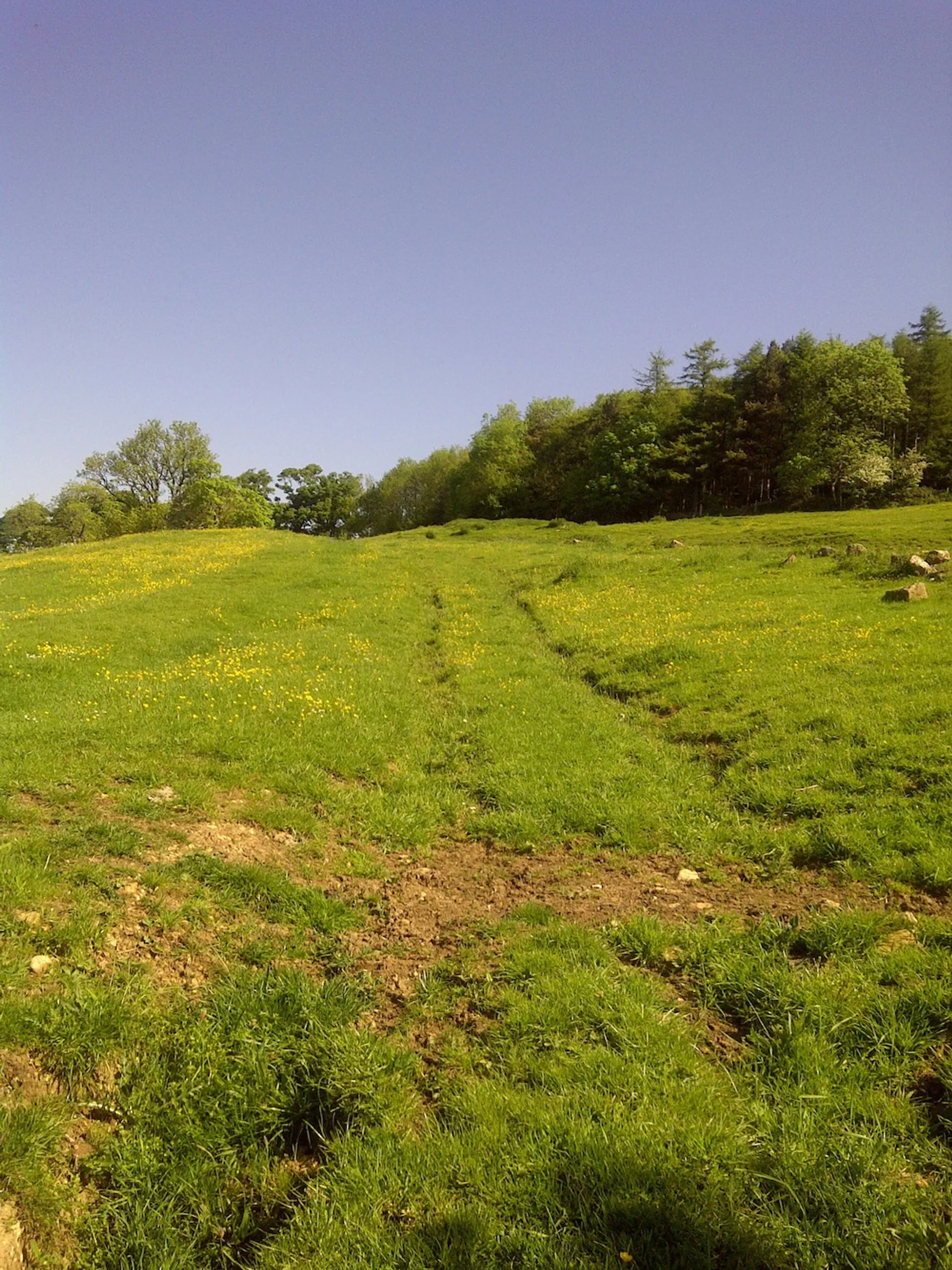 The image shows a vibrant green field under a clear blue sky. The field is