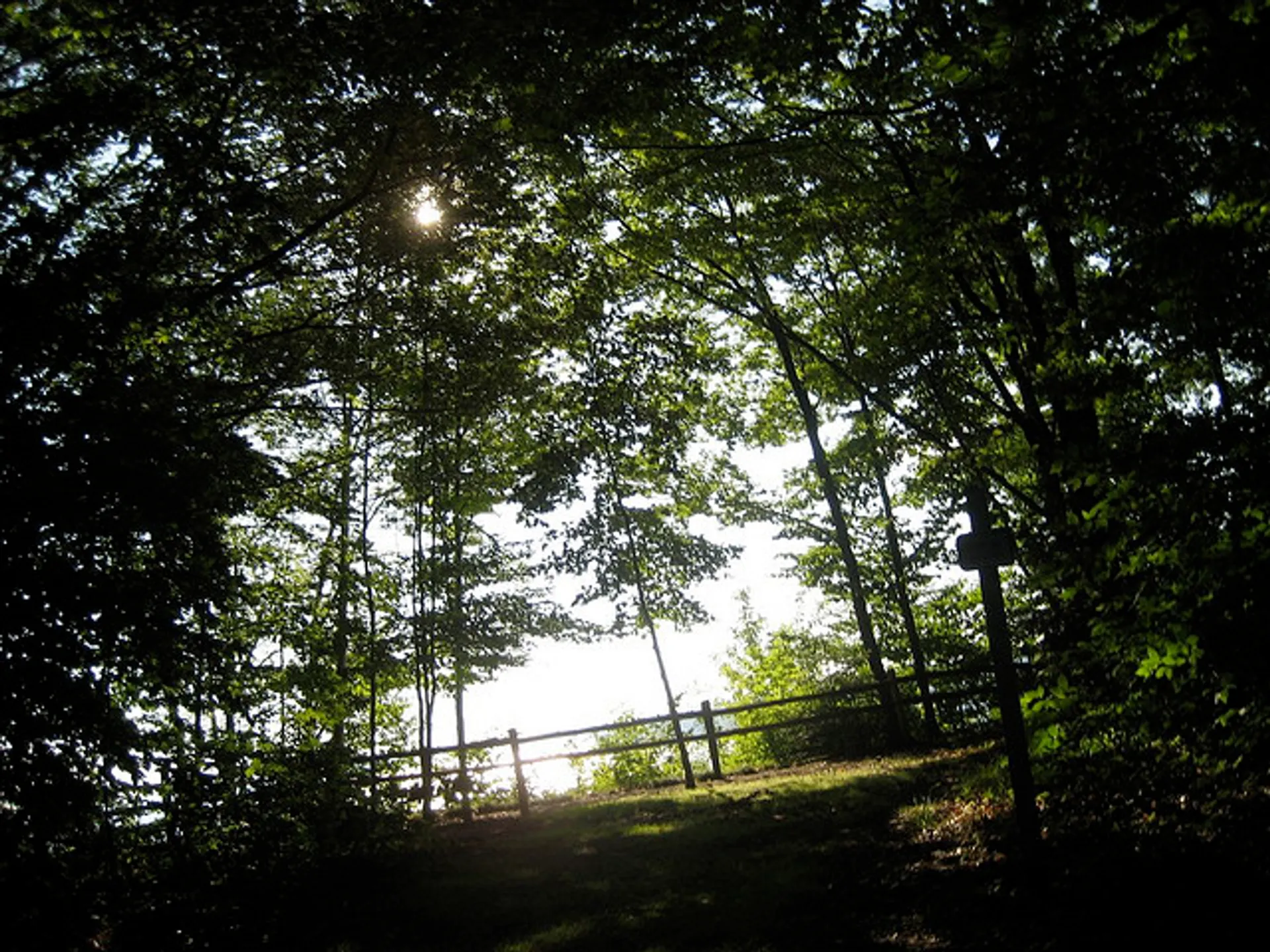 The image depicts a serene wooded area with sunlight filtering through the foliage of the trees