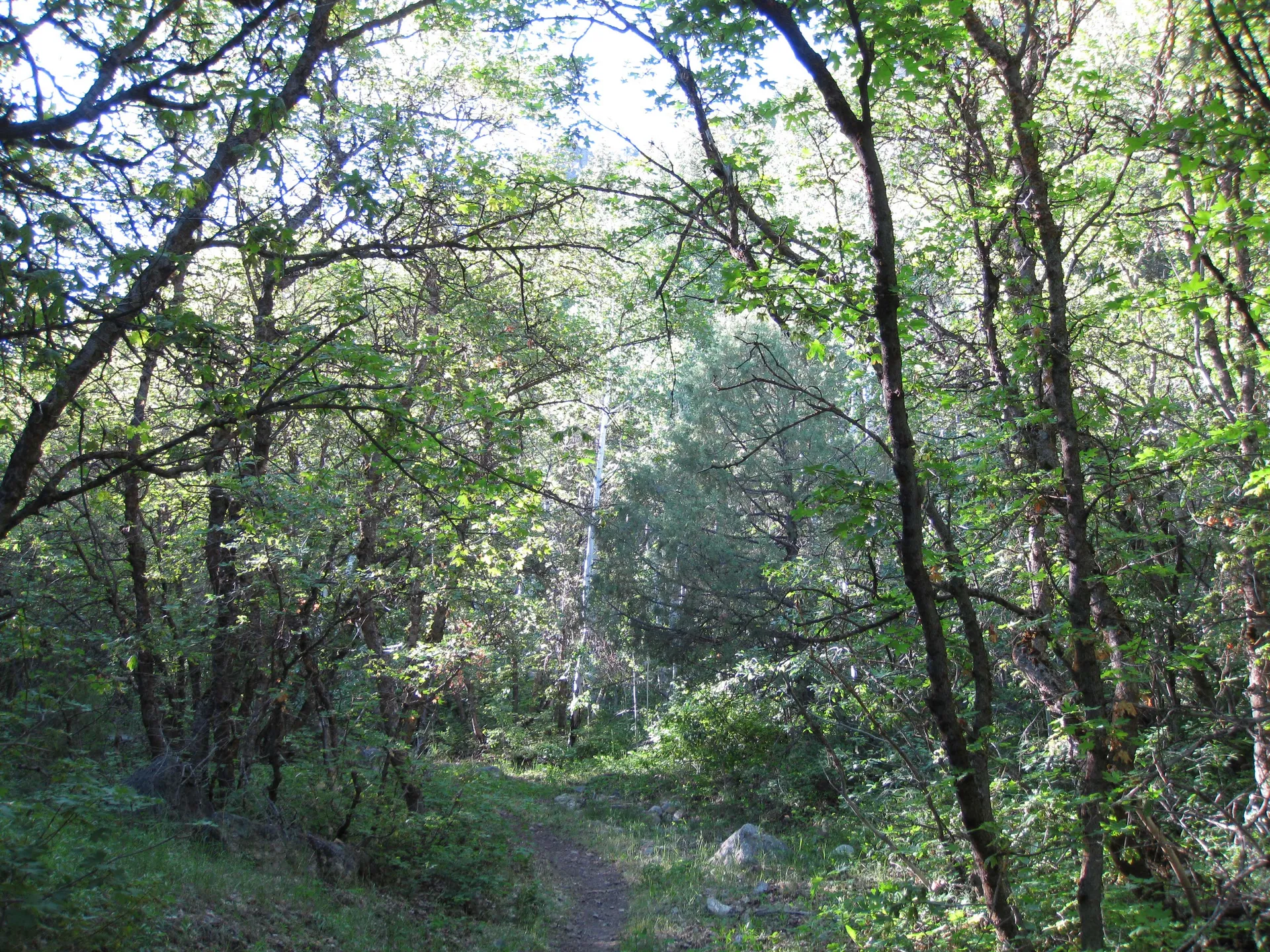 The image shows a forest scene with a pathway leading through dense, leafy trees. Sunlight filters through the branches, creating dappled light on the ground. The atmosphere is serene and natural.