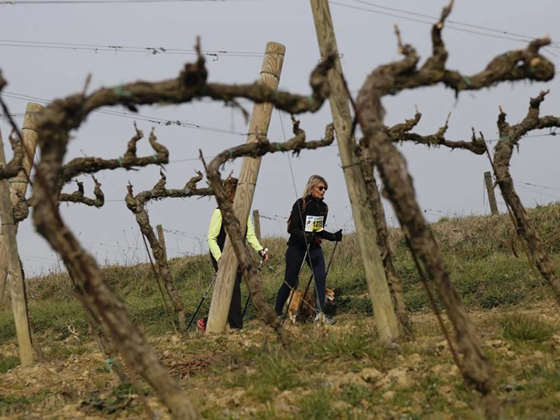 The image shows a vineyard with leafless grape vines, likely during a dormant