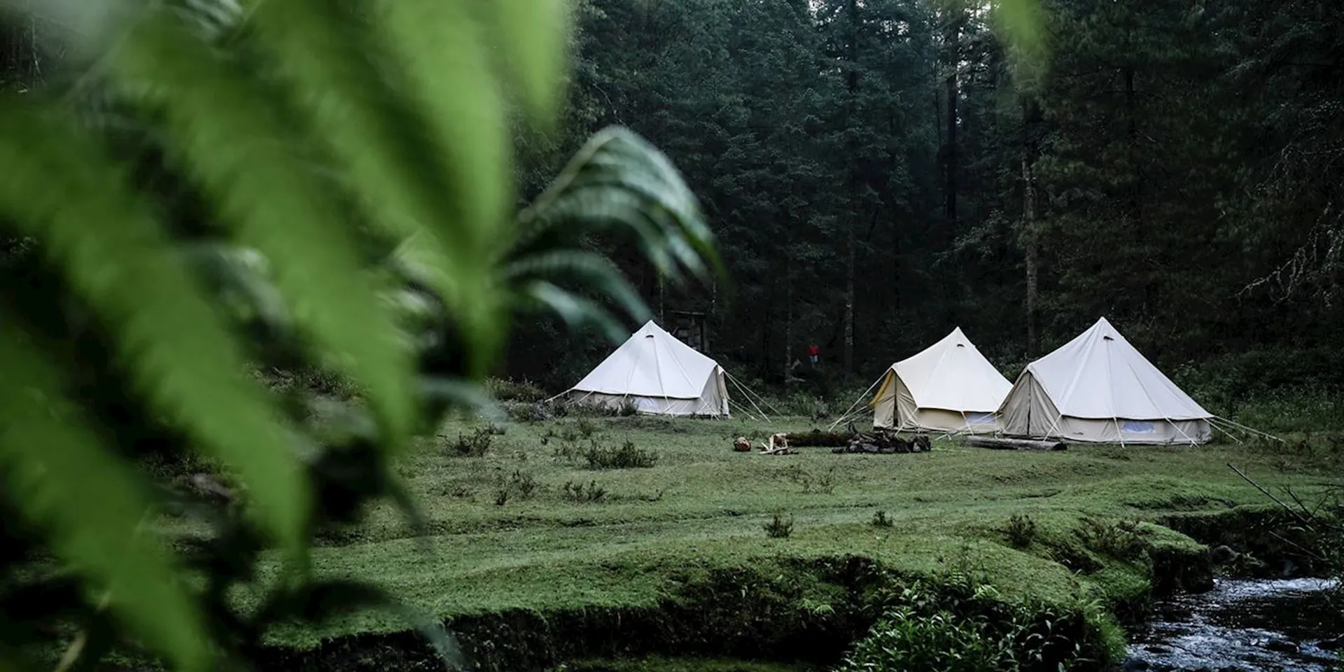 The image shows a peaceful and natural camping scene. There are two white canvas bell tents set up on a grassy area in what appears to be a forest clearing. A small stream or creek is visible in the foreground, and the edge of the scene is framed by green foliage, possibly ferns or other leafy plants, giving the impression that the viewer is peeking out from a sheltered spot. The forest around the tents is densely wooded, suggesting a remote or wilderness area ideal for enjoying nature. The absence of people in the view and the tranquil setting convey a sense of solitude and outdoor adventure.