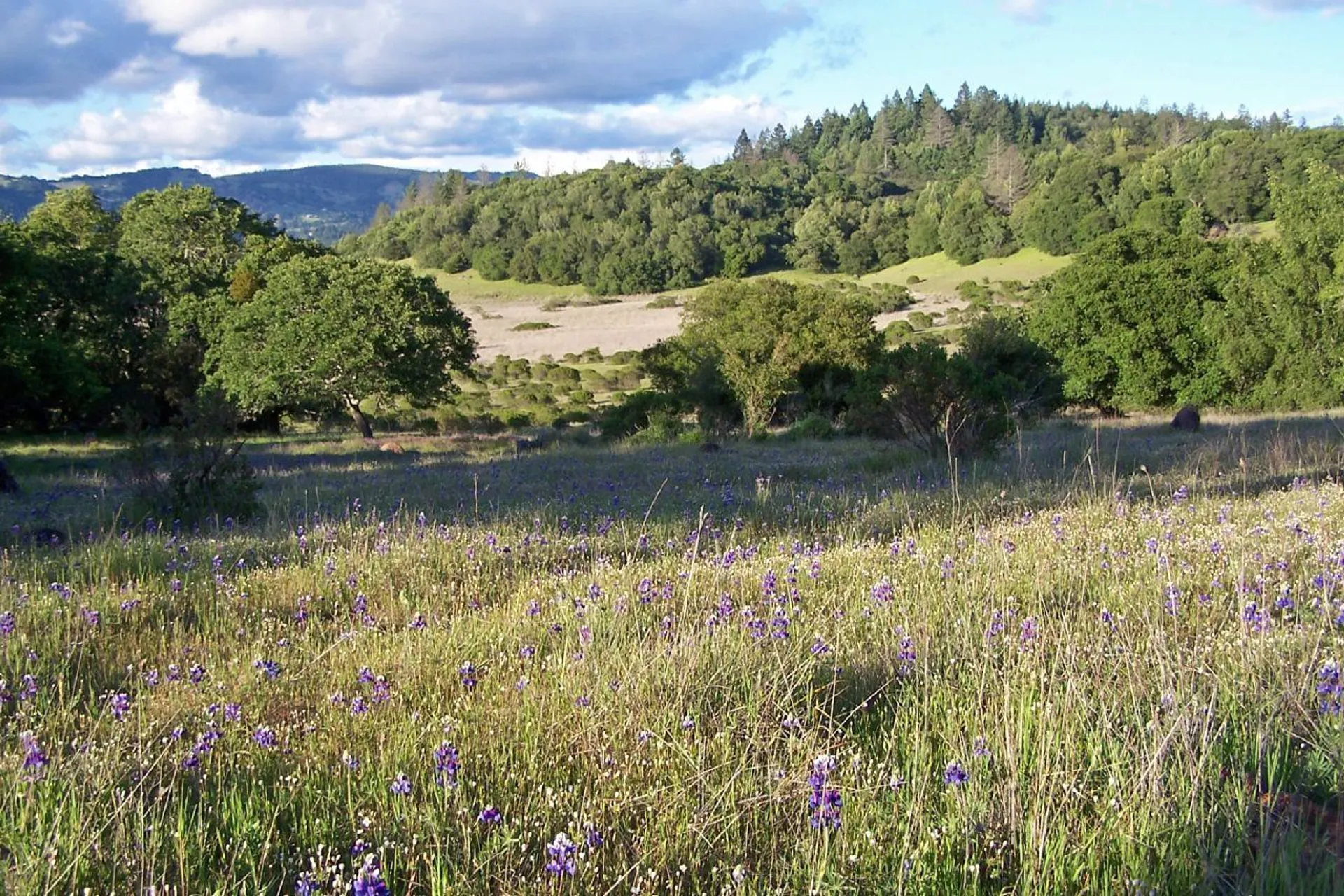 Annadel Half Marathon