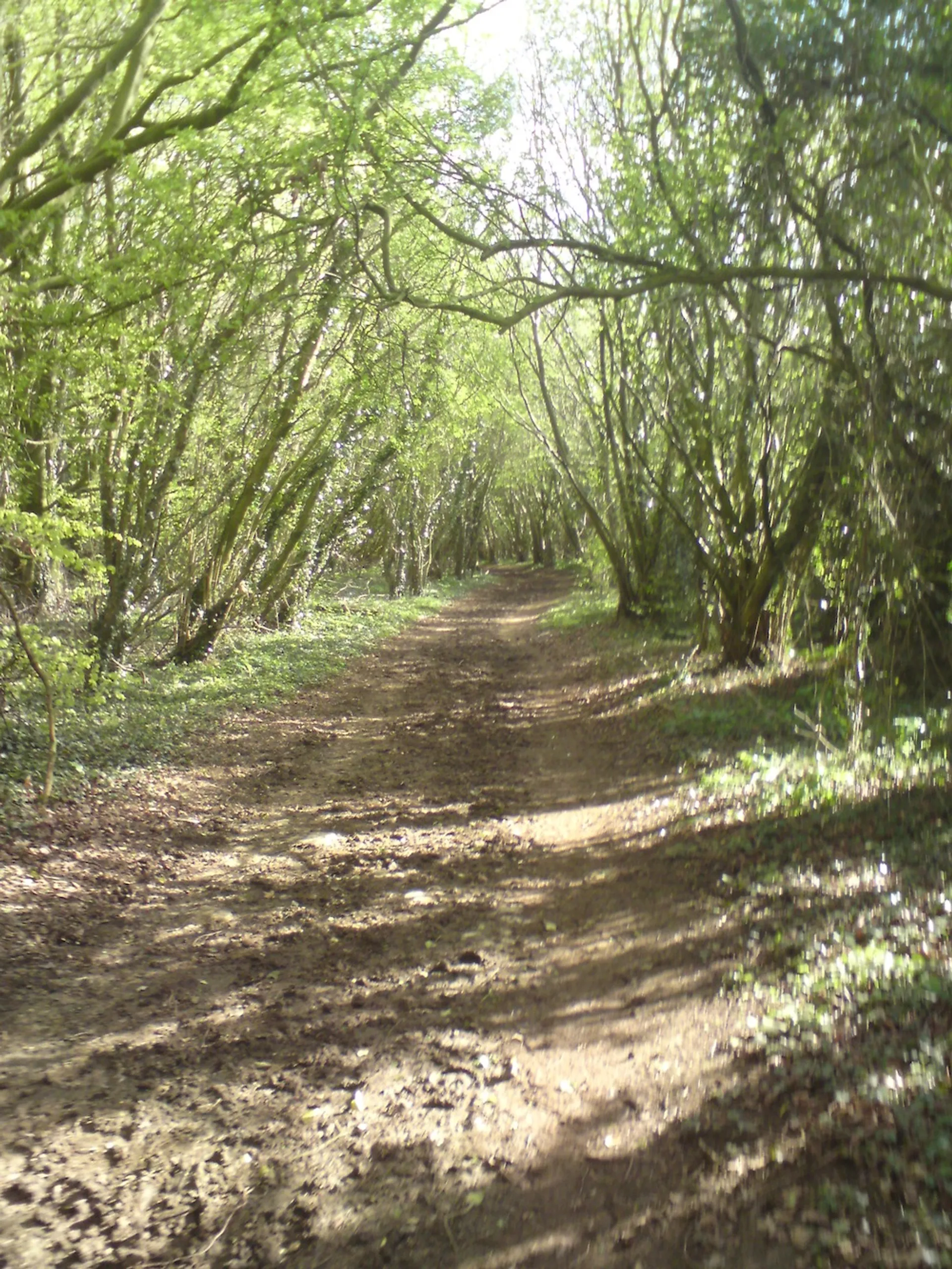 The image shows a natural woodland scene. There's a dirt path that winds its