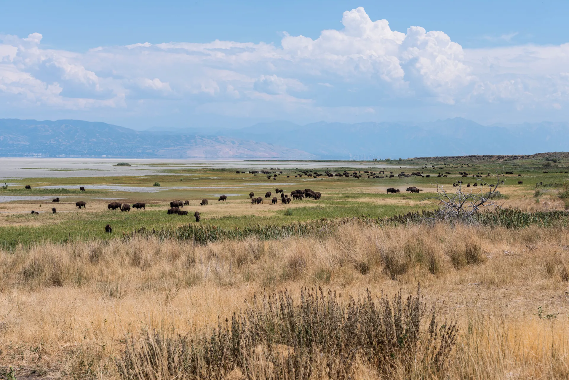 The image shows a scenic landscape featuring a herd of bison grazing in a field