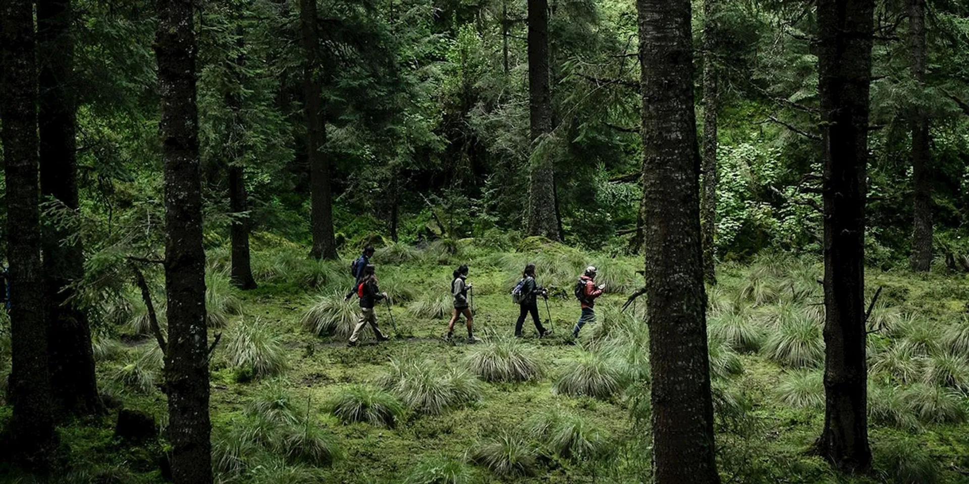 The image depicts a group of hikers walking through a lush, green forest. The forest has a dense canopy of tall trees, and the ground is covered with lush greenery, including grasses and possibly ferns or other low-lying plants, creating a verdant scene. The hikers are equipped with backpacks and appear to be dressed appropriately for a trek in the woods. The environment looks serene and is likely fostering a peaceful hiking experience.