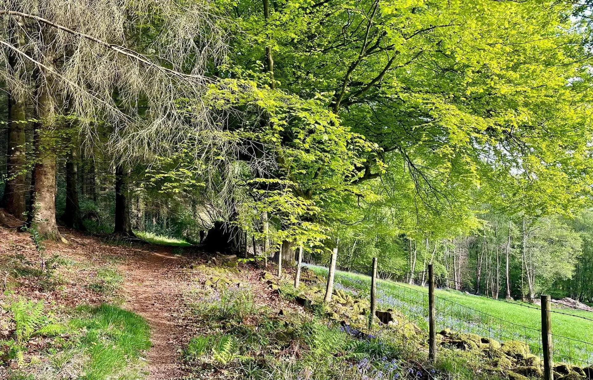 The image shows a tranquil woodland scene. A dirt path or hiking trail meanders