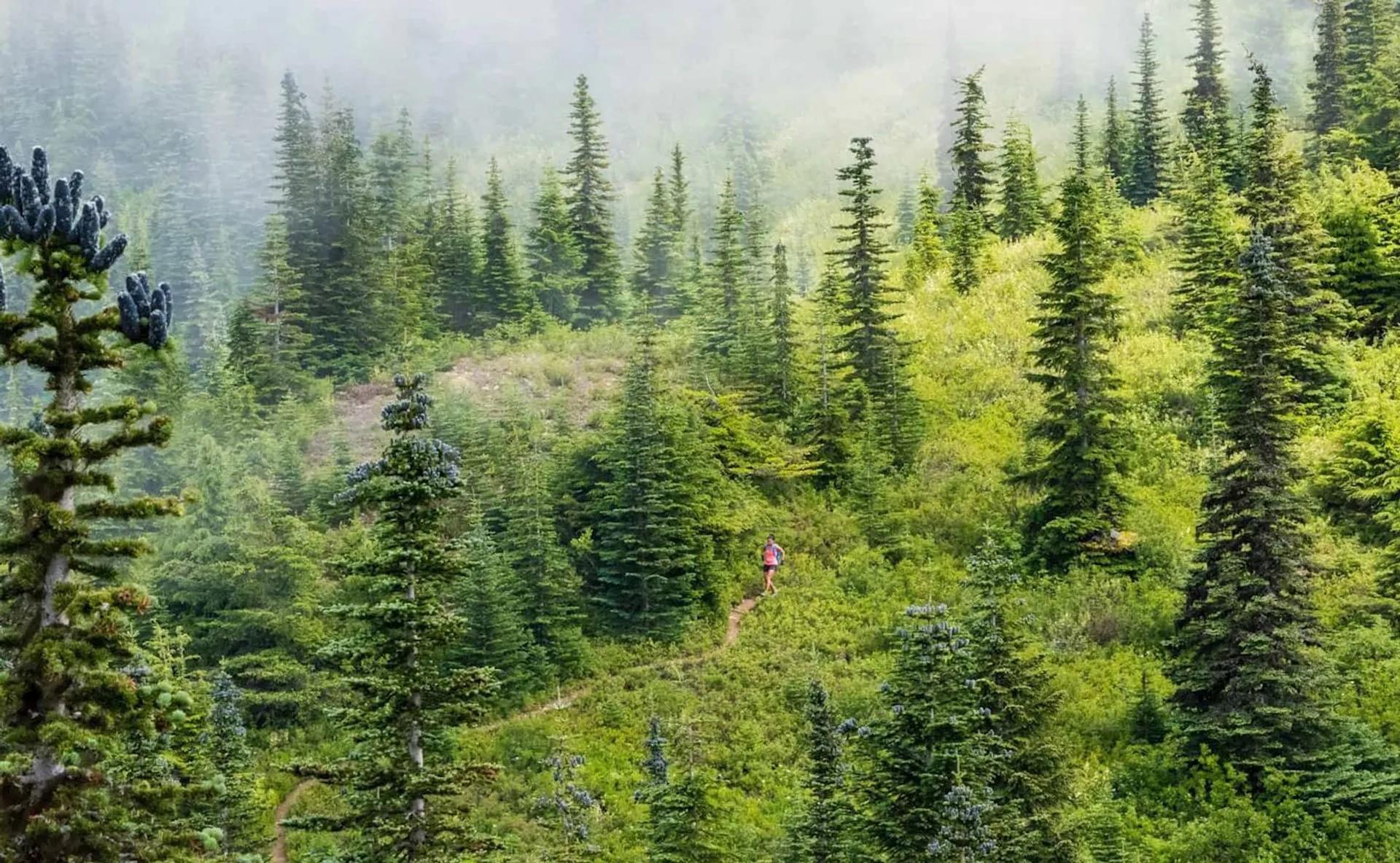 The image shows a lush green forest with a variety of trees, and there appears
