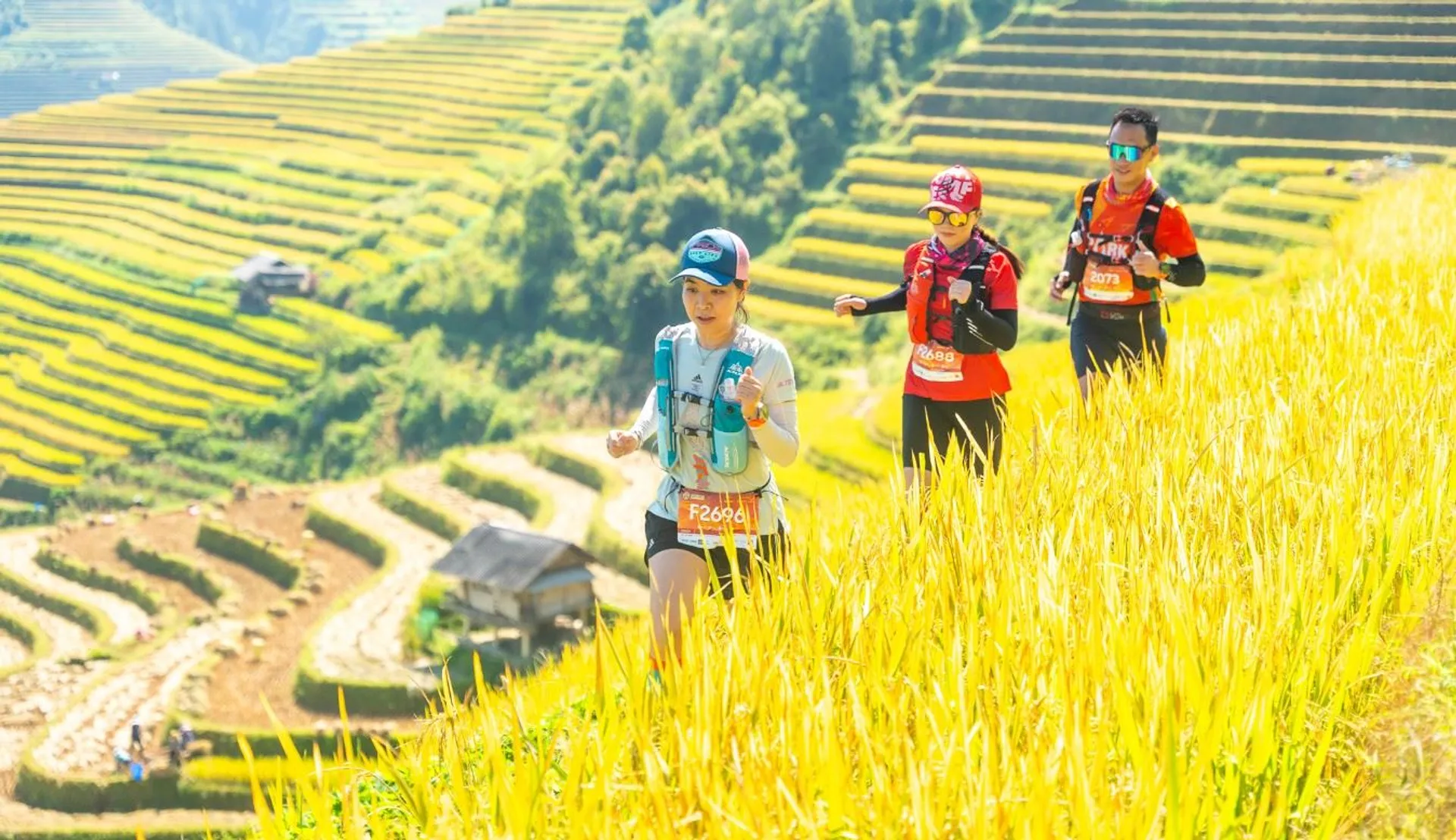 The image shows three people running through a vibrant landscape of terraced fields, possibly rice paddies. They are dressed in athletic gear, suggesting they are participating in a trail running event. The background features lush greenery with the terraced fields extending into the distance, creating a striking and colorful backdrop.