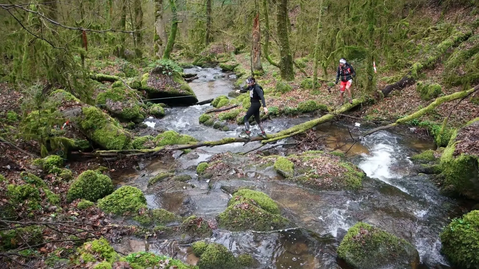 The image shows a lush, green woodland scene with a small stream running through it