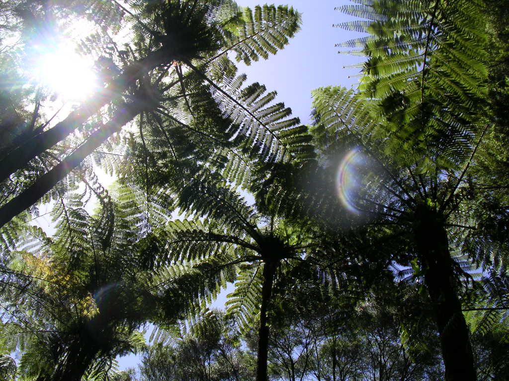 Great Barrier Island Tree Ferns