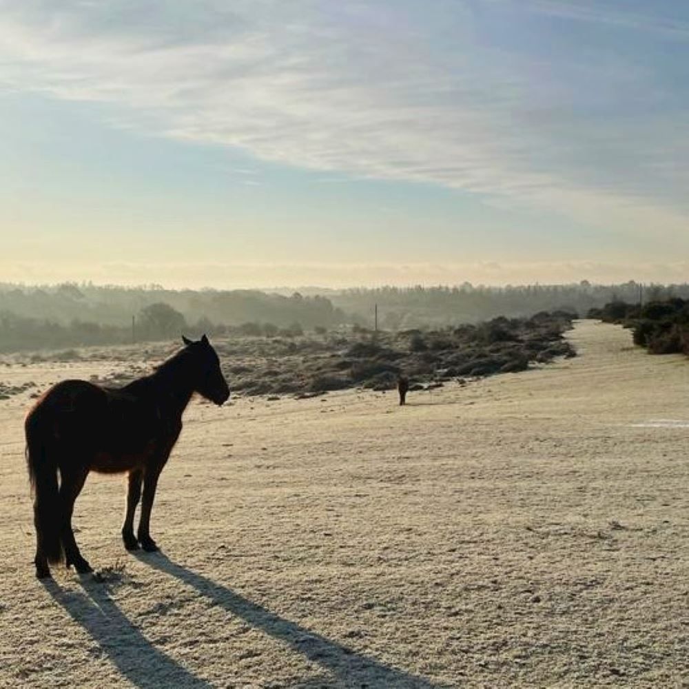 new forest xmas trails