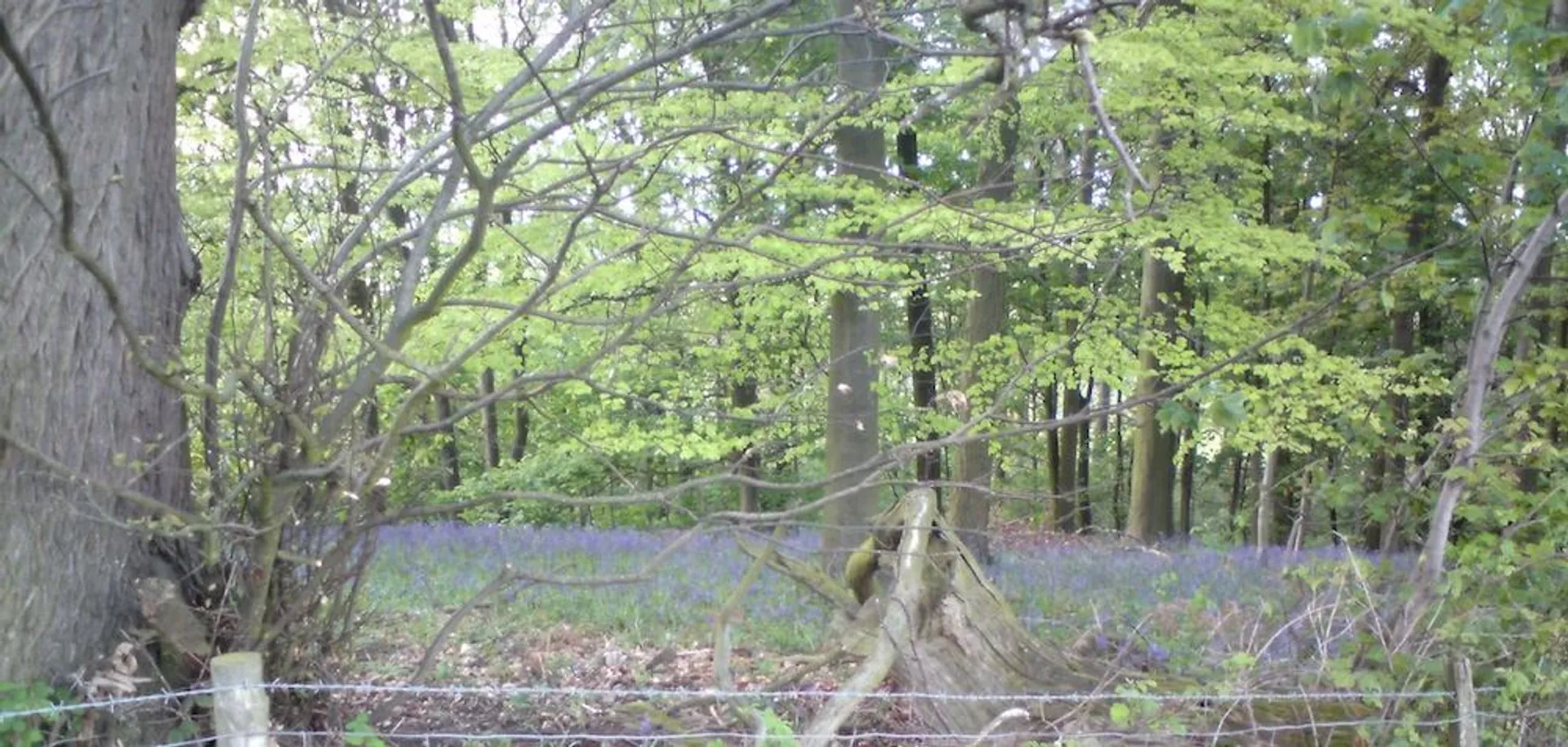 The image shows a woodland scene, likely in the spring given the fresh green foliage
