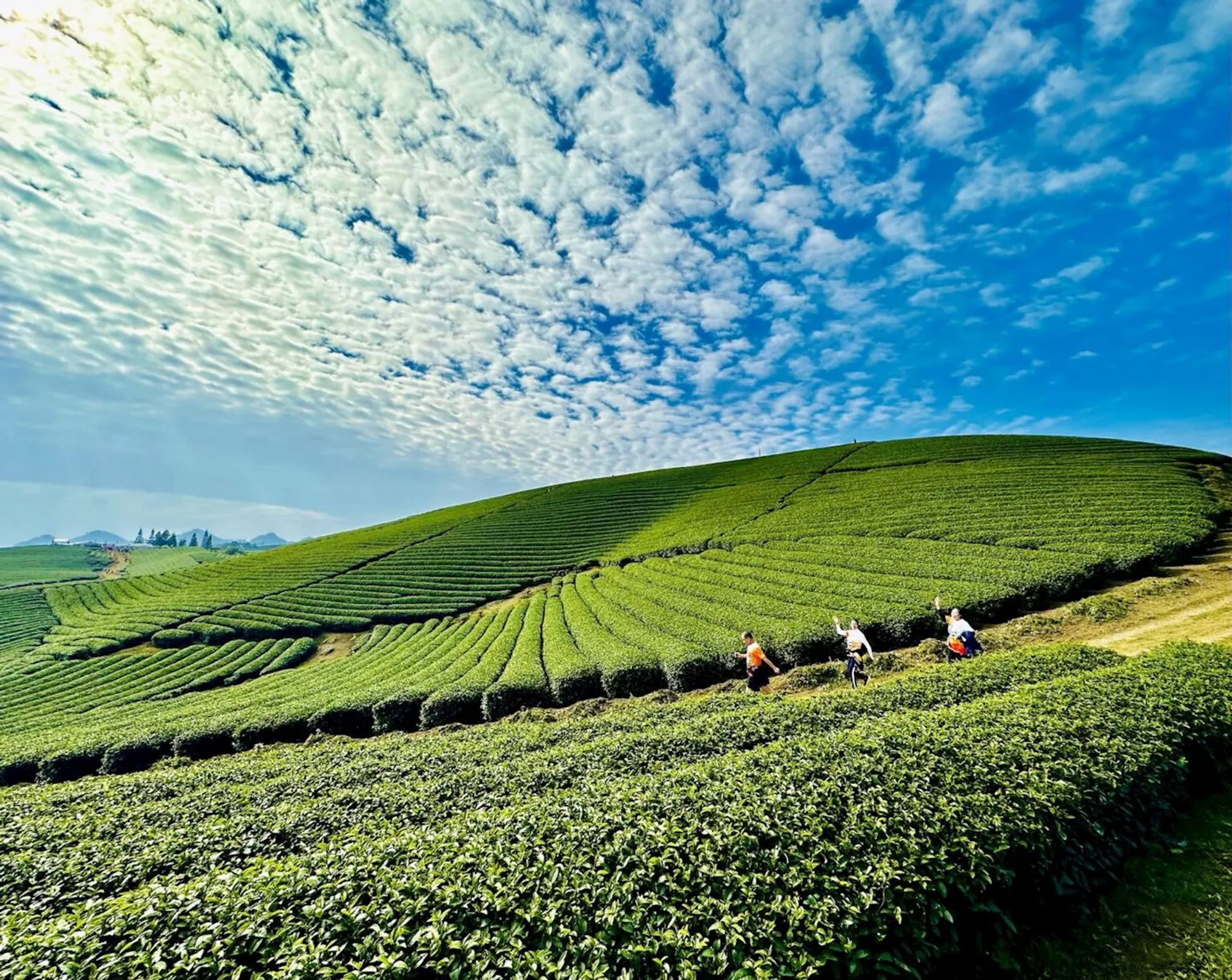 The image depicts a beautiful landscape of rolling tea plantations under a strikingly cloud-patterned sky. There are lush green tea bushes neatly arranged in rows that follow the contours of the terrain. I see several individuals in the field; they appear to be workers engaged in the cultivation or harvesting of the tea. The vibrant greenery is contrasted with the blue sky, creating a vivid and peaceful rural scene.